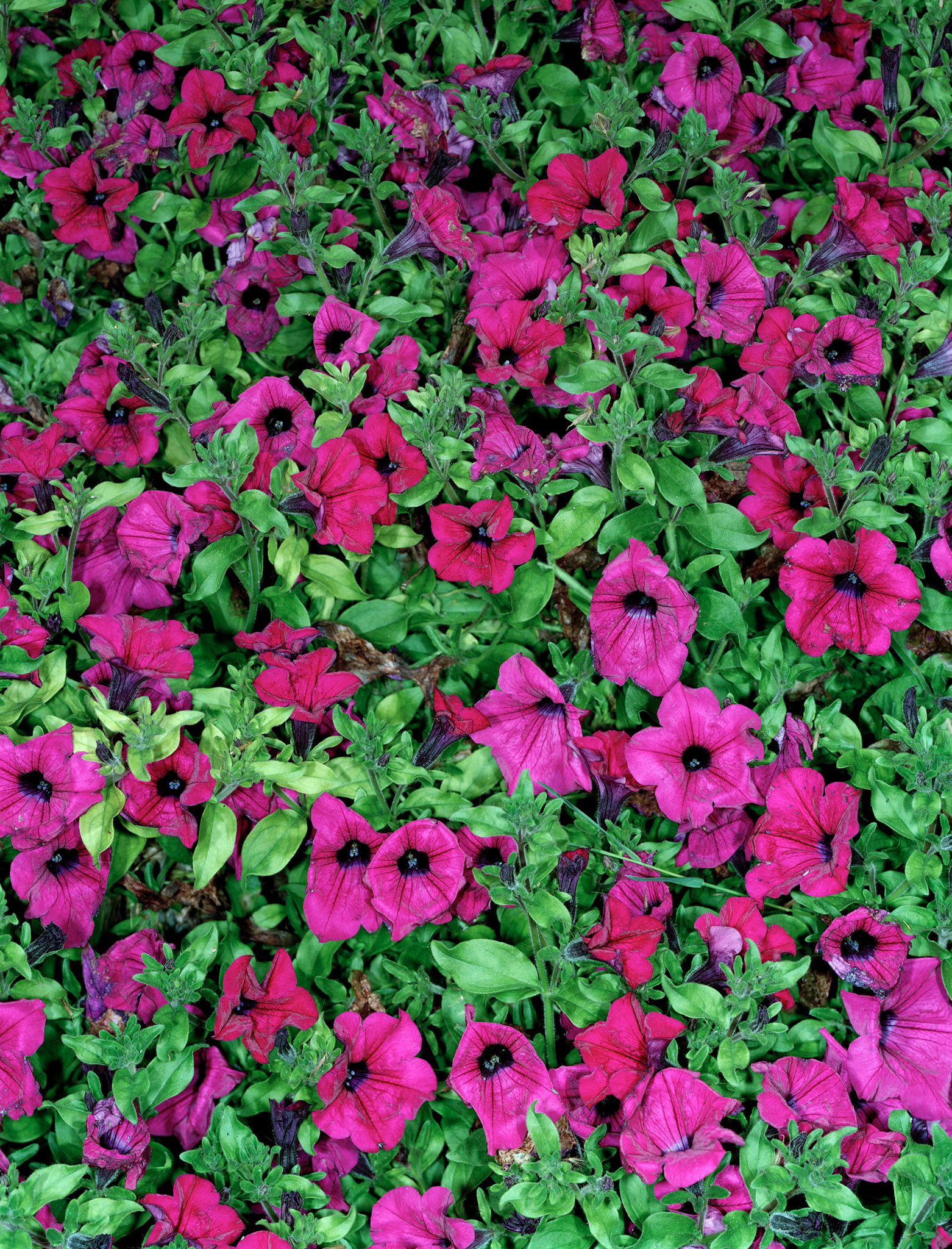 View the scenes #491 #Plant #Flower #CE2008 #125x100cm