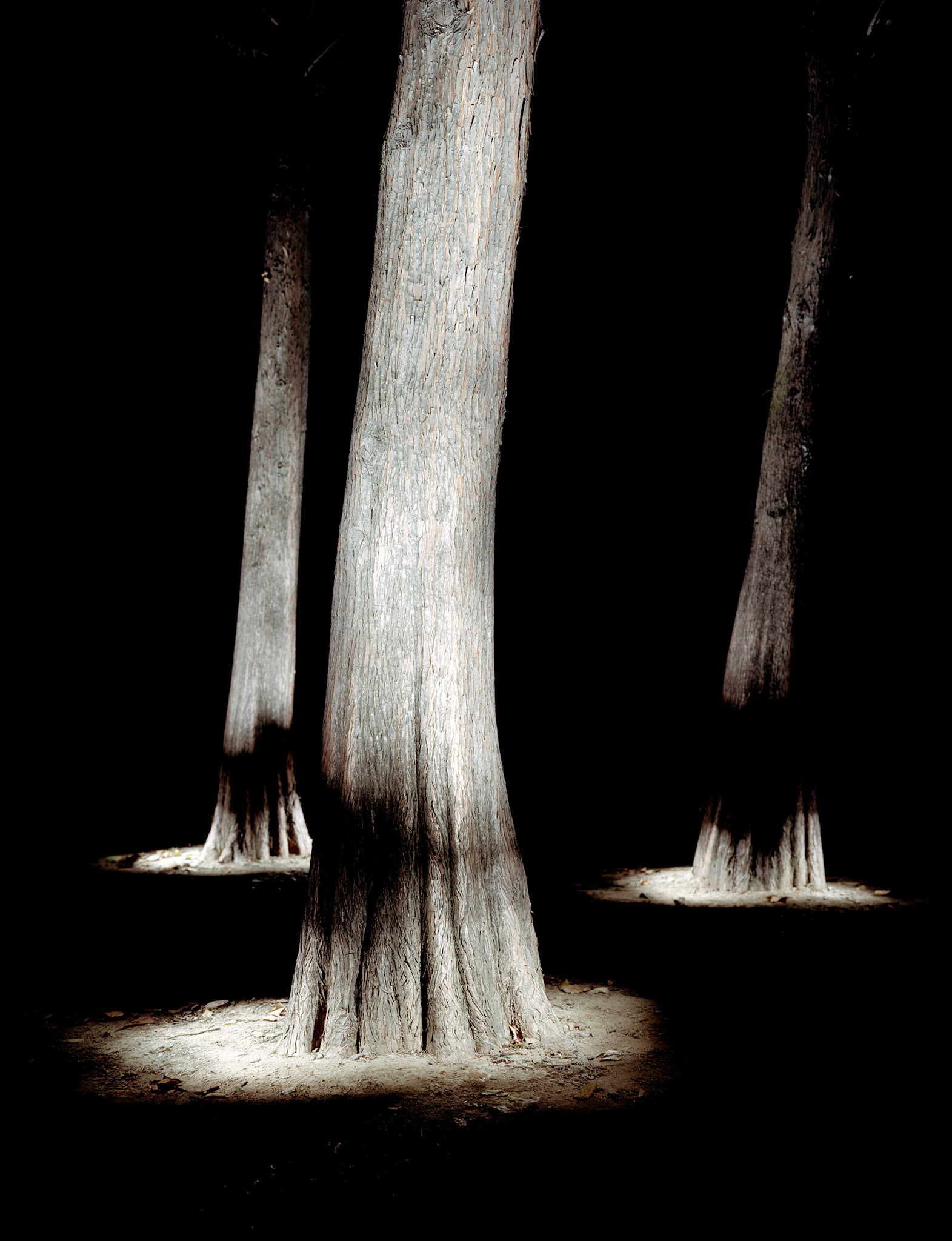 View the scenes #33 #Plant #Tree #CE2003 #120x100cm