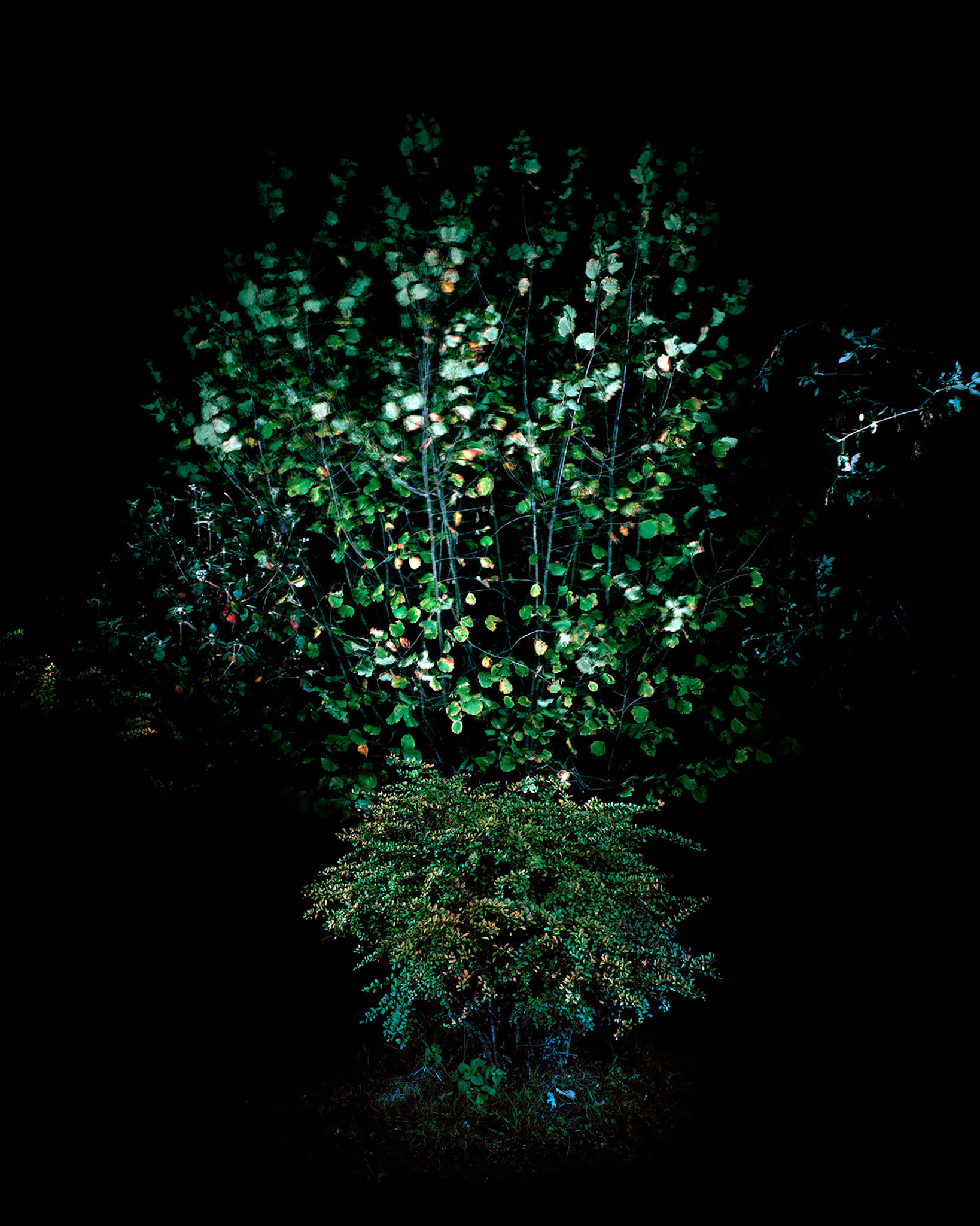 View the scenes #885 #Plant #Tree #CE2013 #60x50cm.jpg