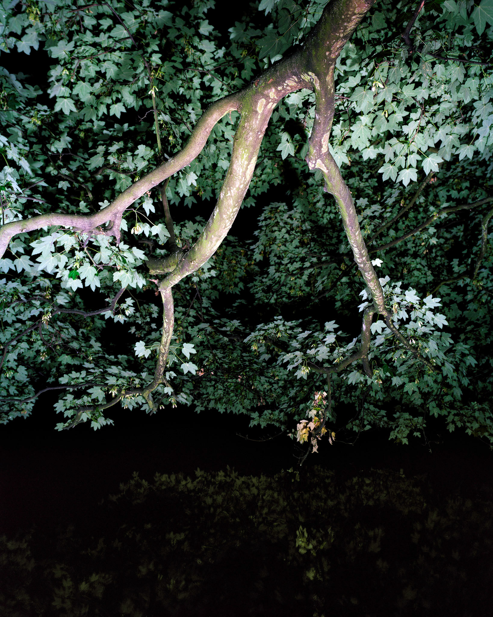 View the scenes #631 #Plant #Tree #CE2010 #120x100cm