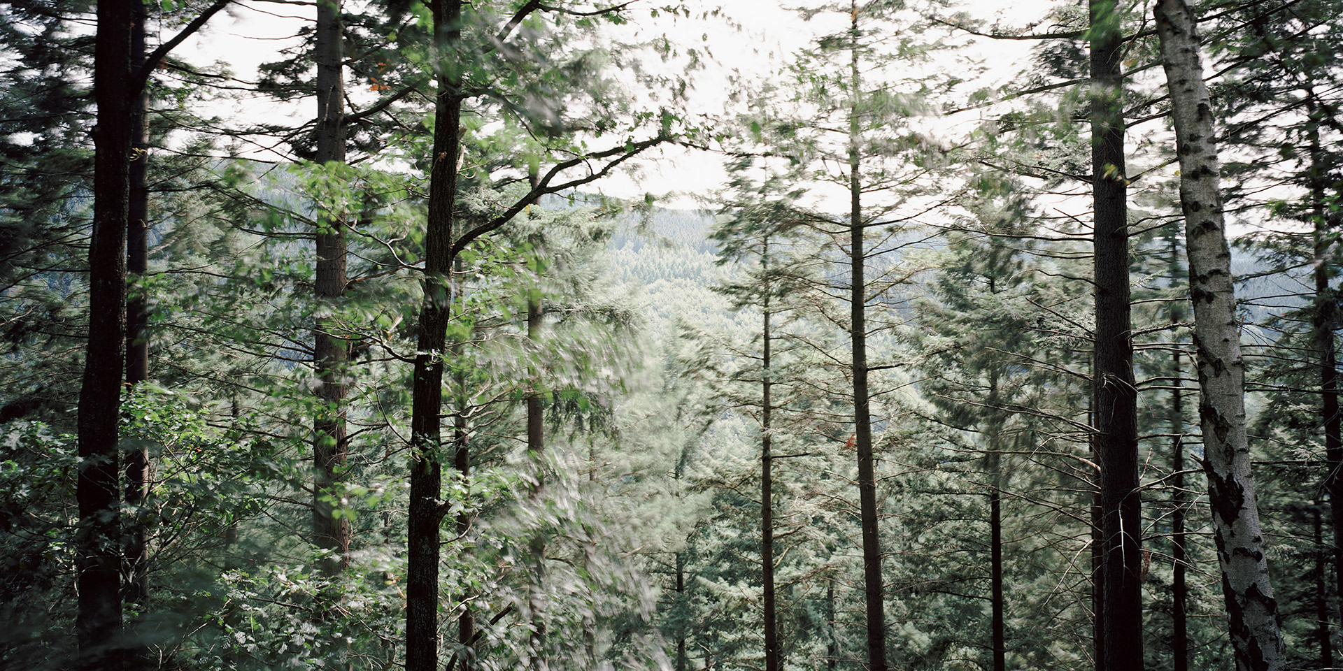 View the scenes #759 #Field #Death #WWII #Huertgenwald #CE2011 #60x120cm