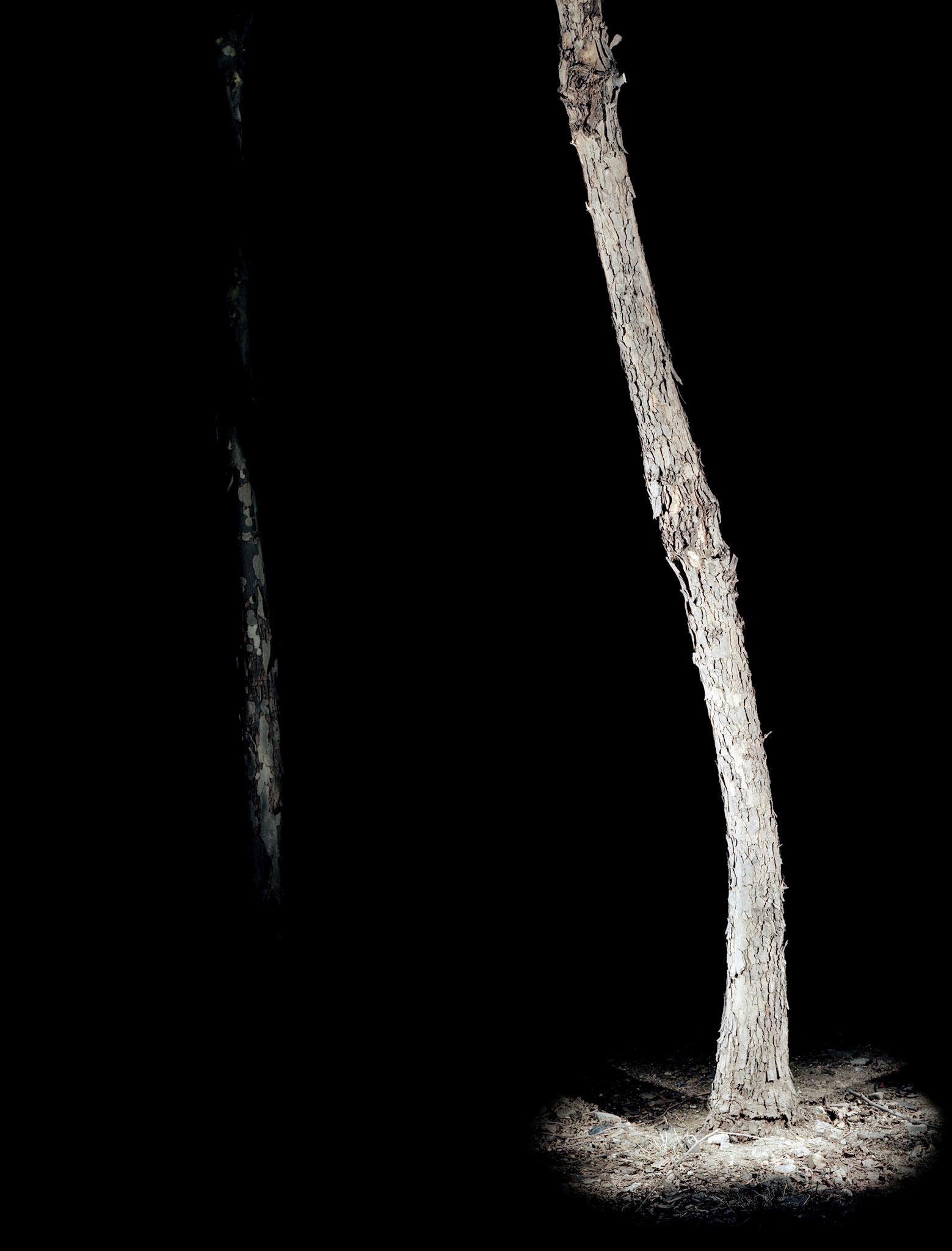 View the scenes #392 #Plant #Tree #CE2007 #120x100cm