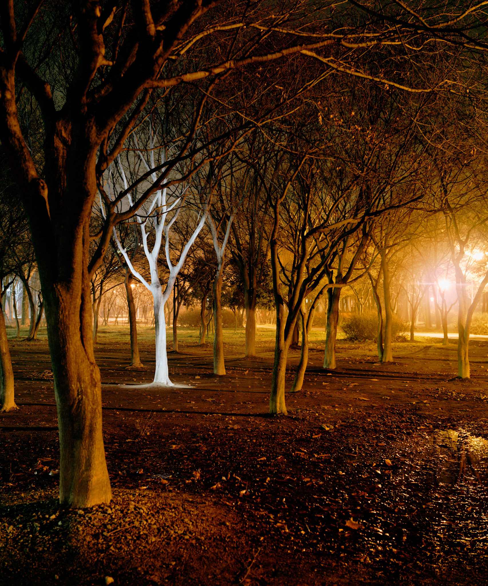 View the scenes #67 #Plant #Tree #CE2003 #120x100cm