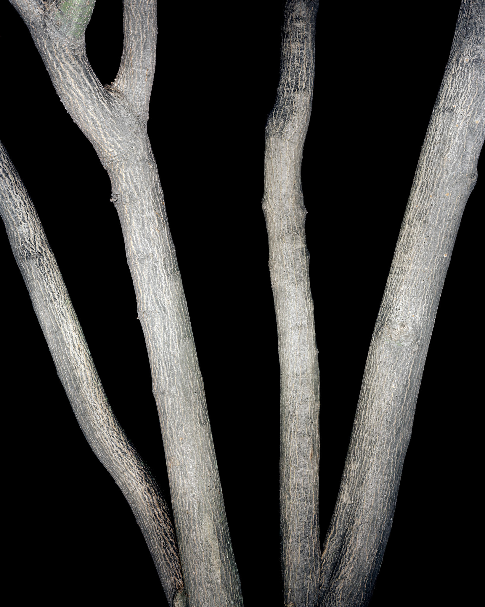 View the scenes #27 #Plant #Branch #CE2003 #60x50cm