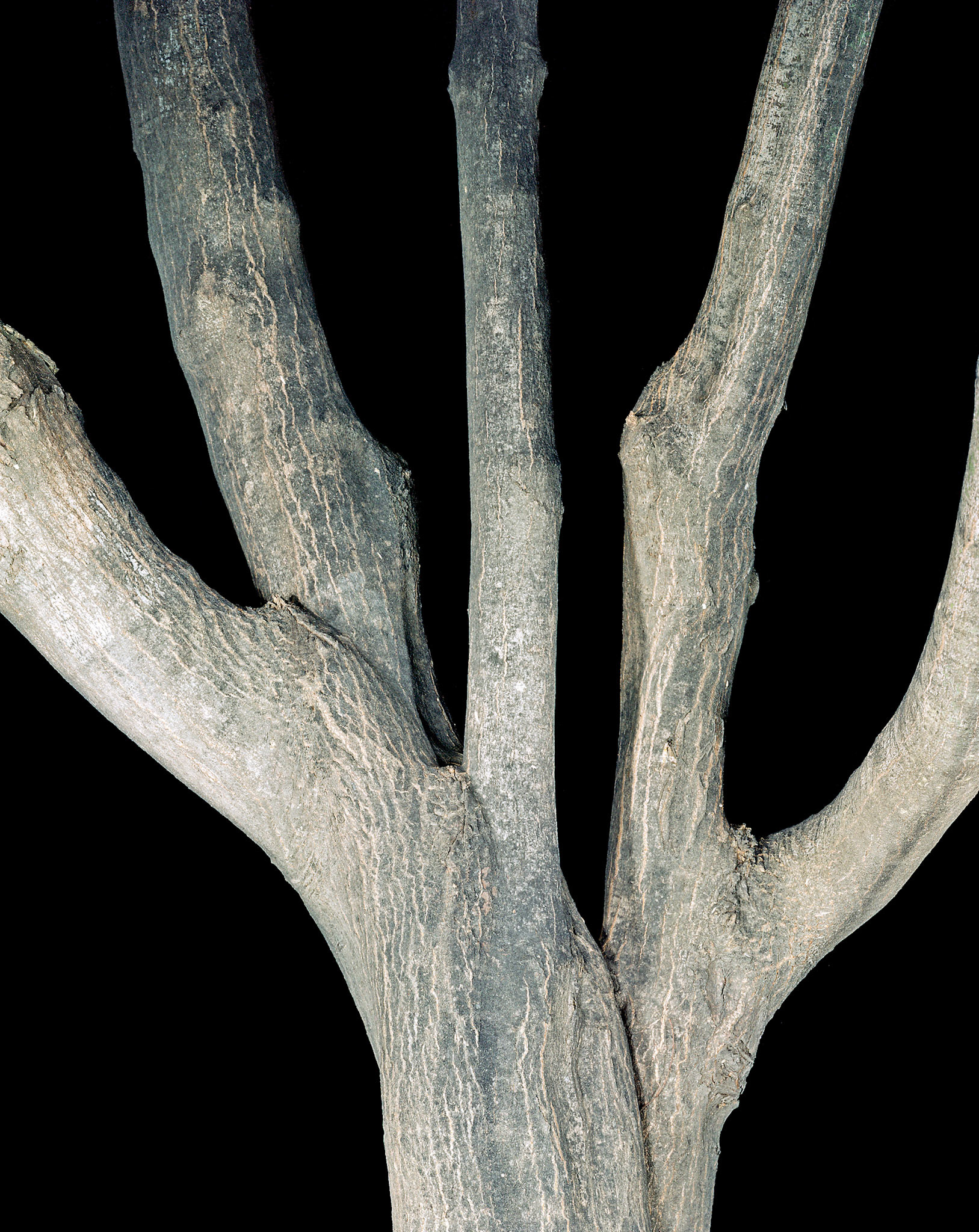 View the scenes #5 #Plant #Branch #CE2003 #60x50cm