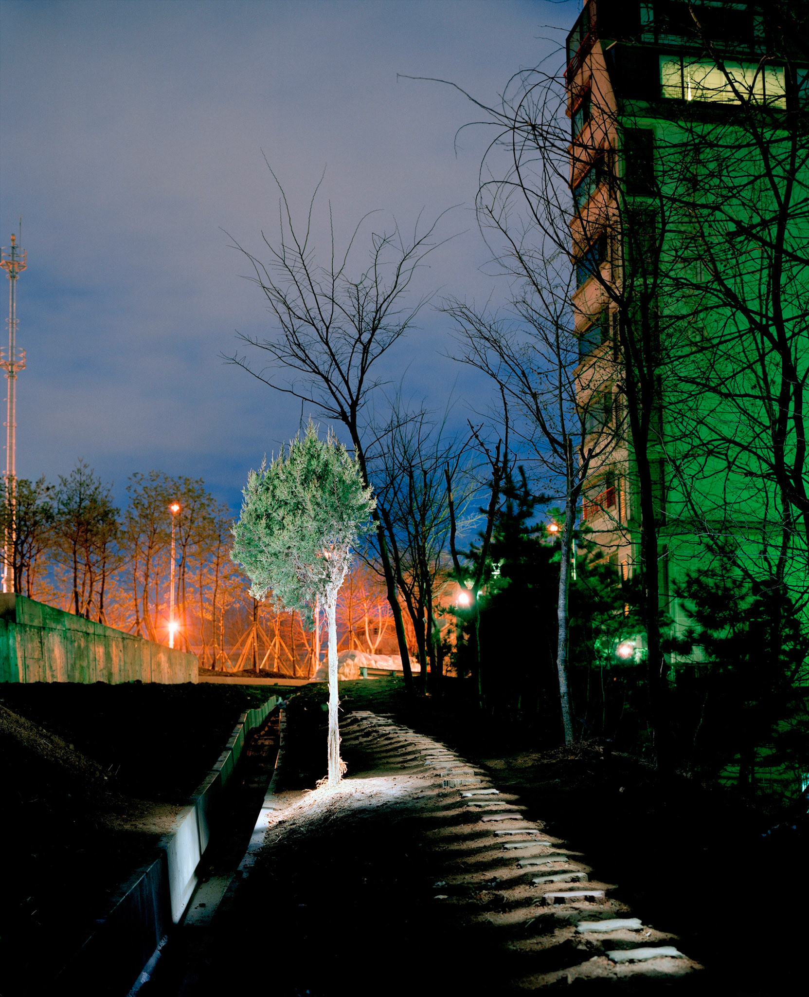 View the scenes #165 #Plant #Tree #CE2005 #60x50cm