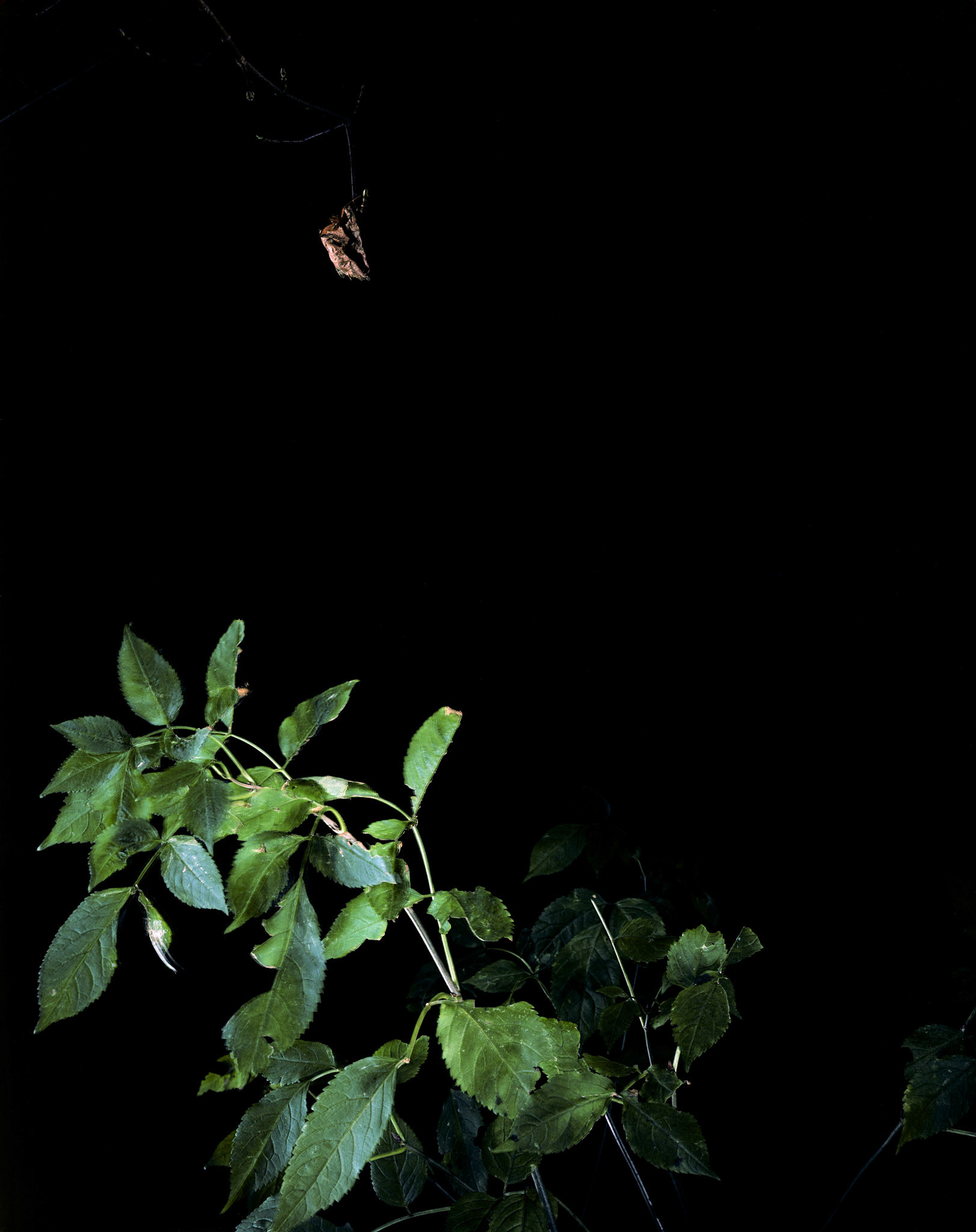 View the scenes #783 #Plant #Leaf #CE2011 #60x50cm