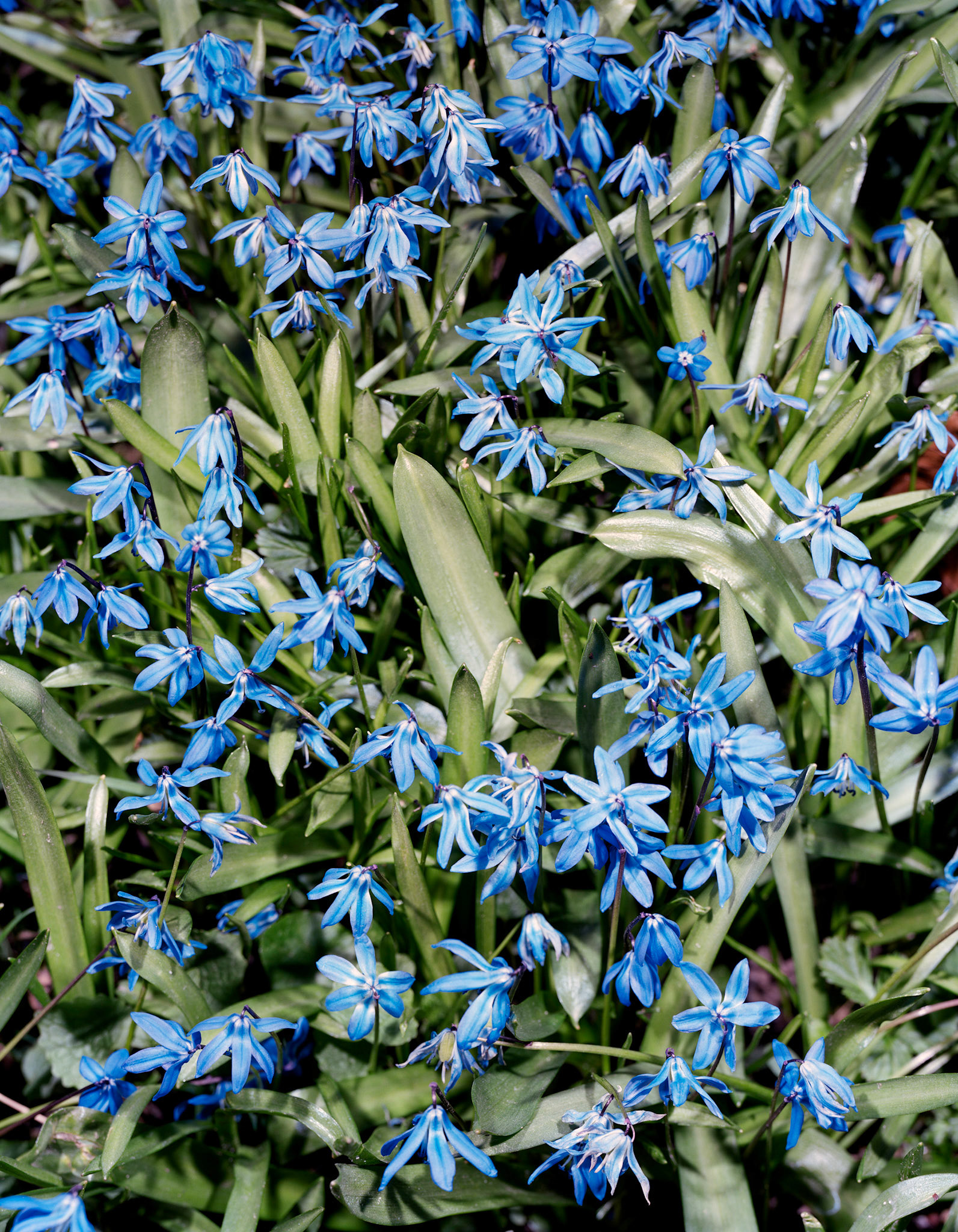 View the scenes #553 #Plant #Flower #CE2009 #60x50cm