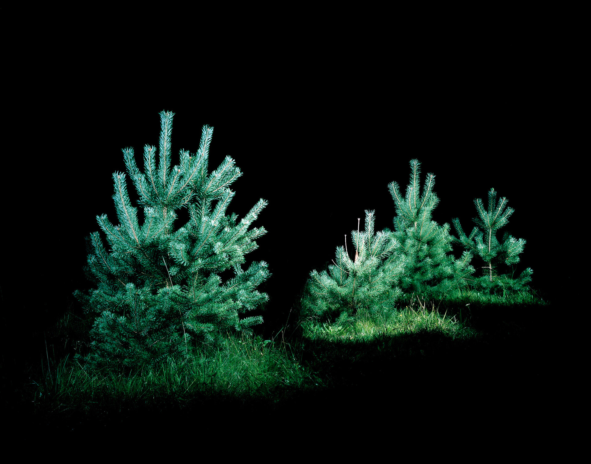 View the scenes #644 #Plant #Tree #CE2010 #100x120cm