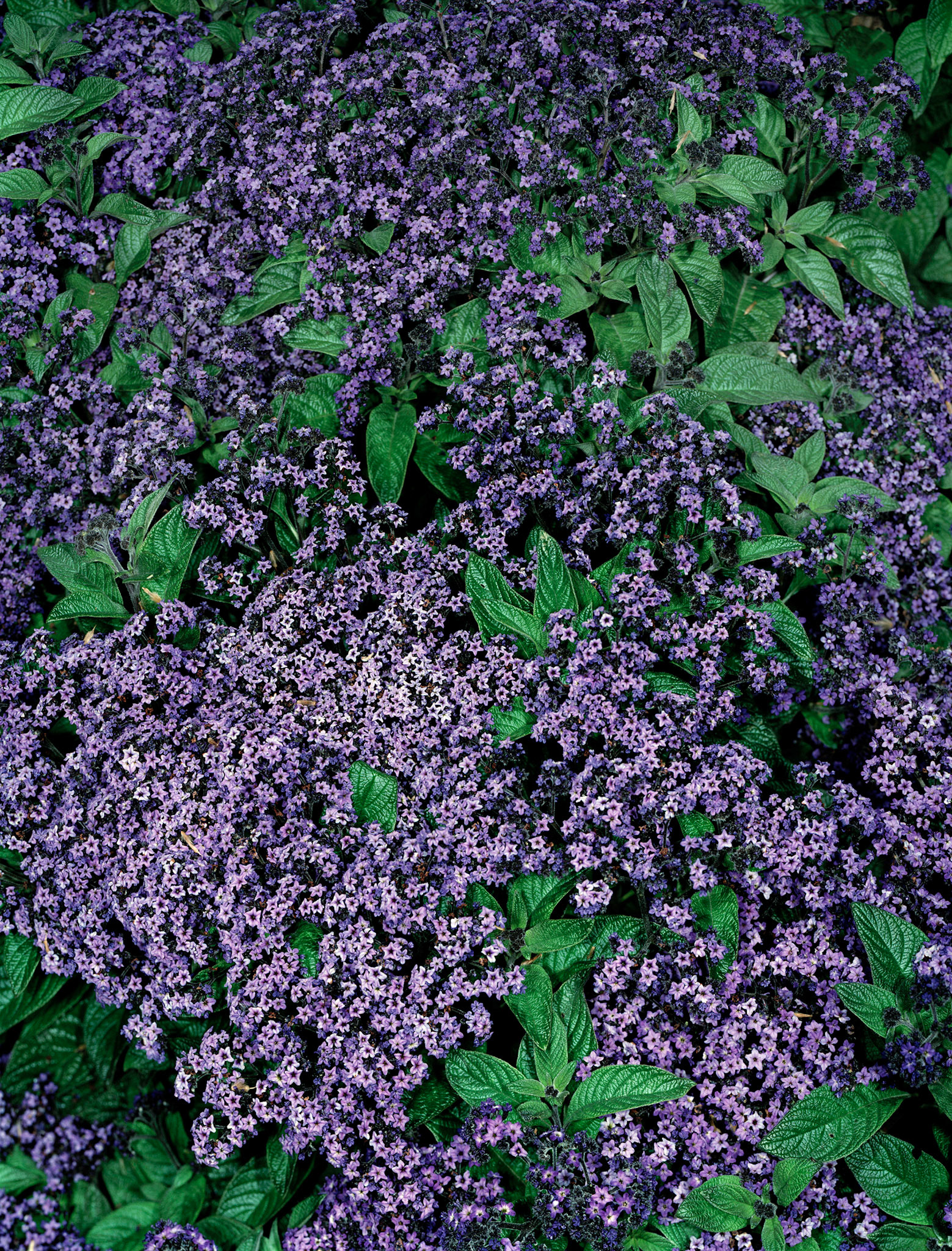 View the scenes #493 #Plant #Flower #CE2008 #125x100cm