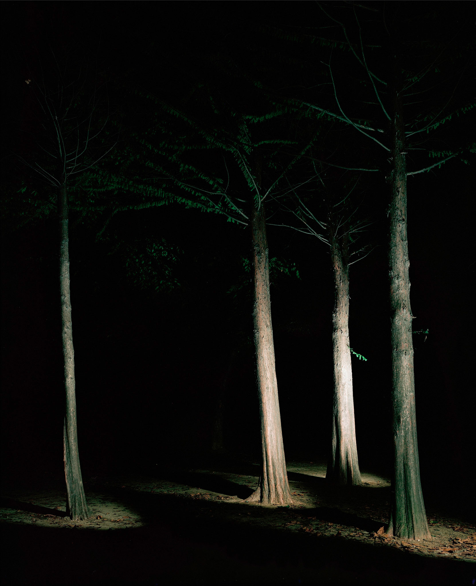 View the scenes #11 #Plant #Tree #CE2003 #120x100cm