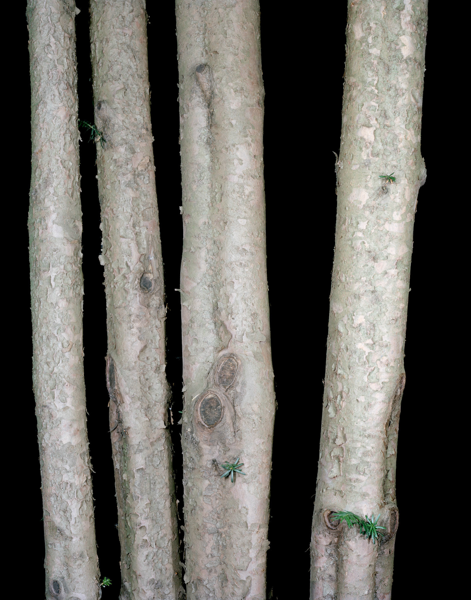 View the scenes #579 #Plant #Branch #CE2009 #60x50cm