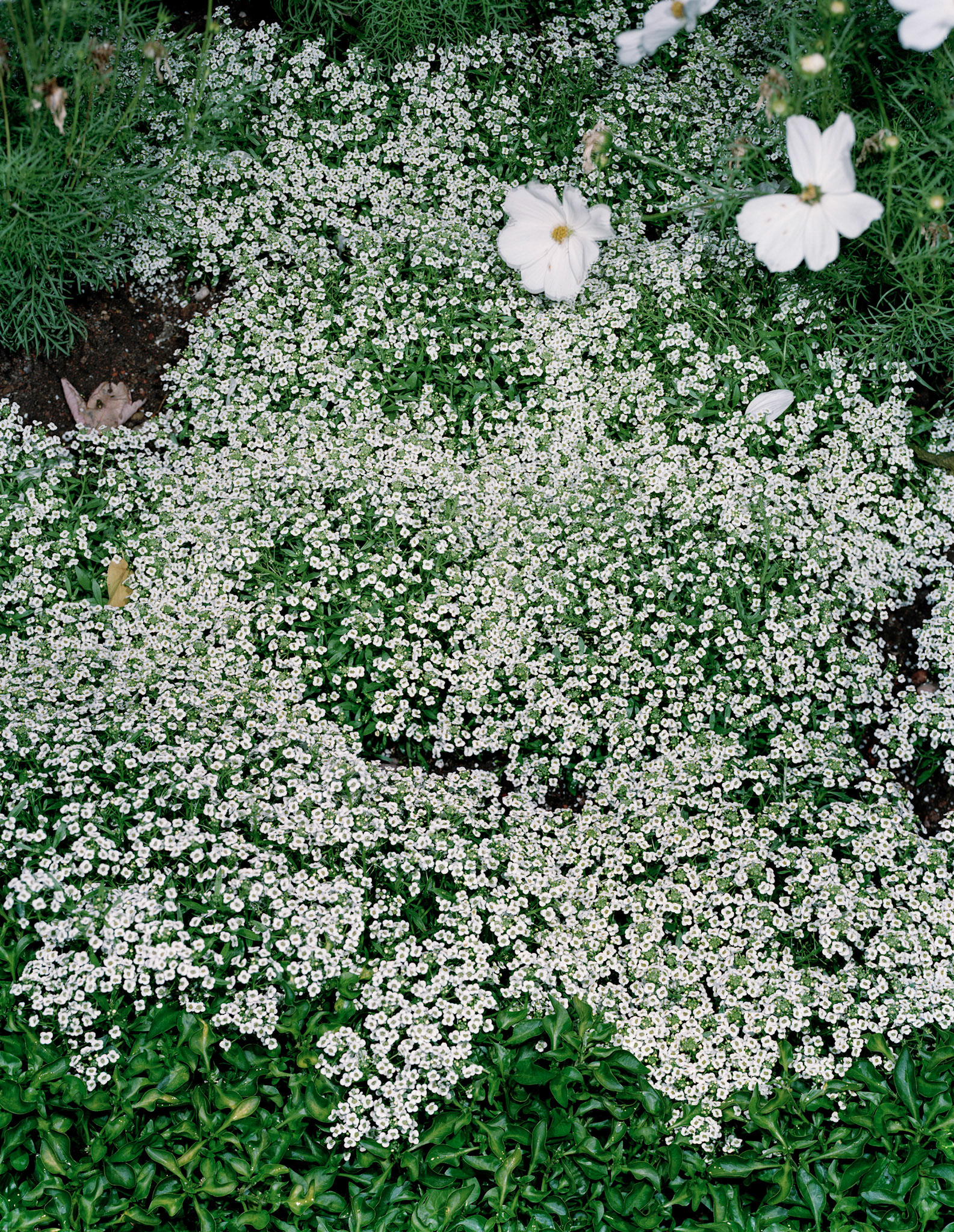 View the scenes #483 #Plant #Flower #CE2008 #60x50cm