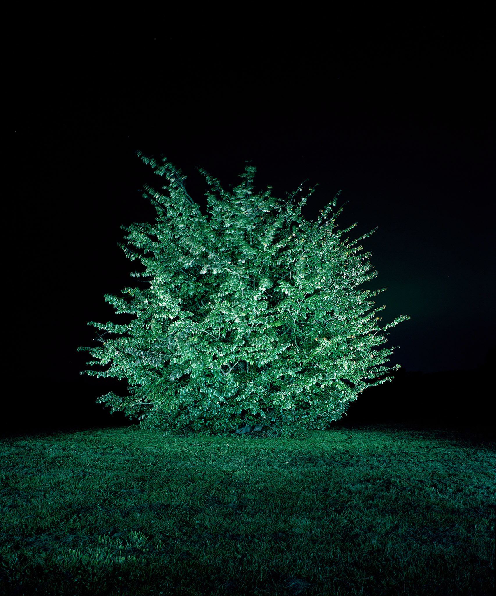 View the scenes #915 #Plant #Tree #CE2014 #120x100cm