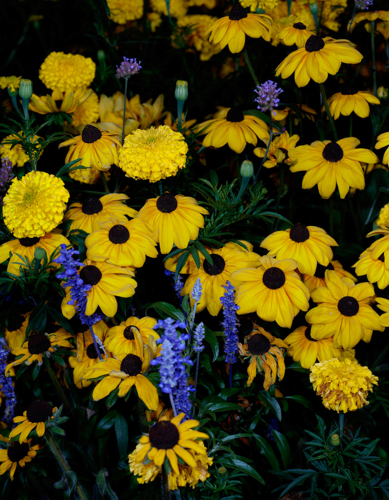 View the scenes #499 #Plant #Flower #CE2008 #60x50cm