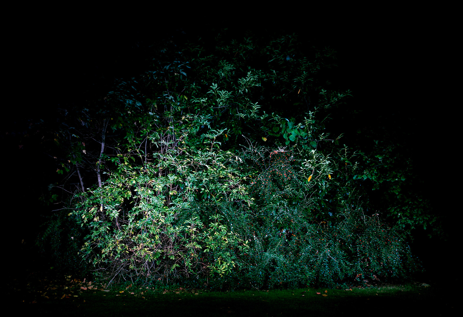 View the scenes #804 #Plant #Tree #CE2012 #100x140cm