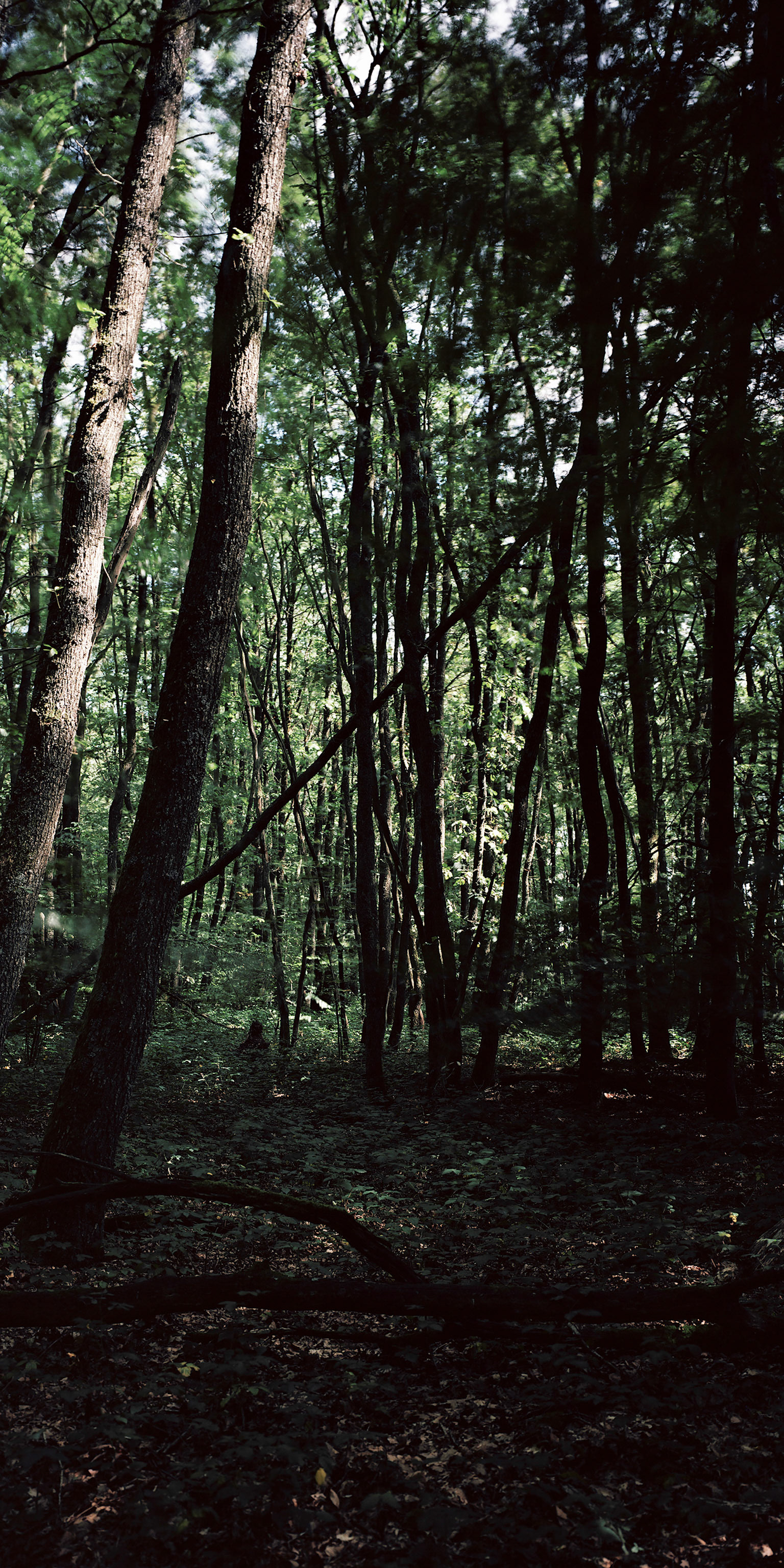 View the scenes #774 #Field #Death #WWII #Eschweiler #CE2011 #120x60cm