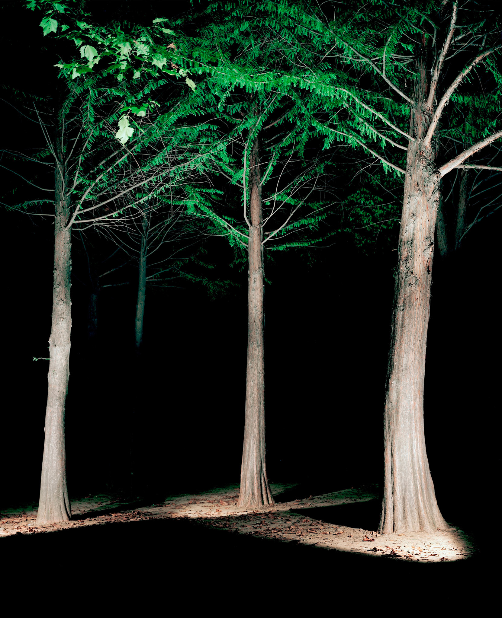 View the scenes #10 #Plant #Tree #CE2003 #120x100cm