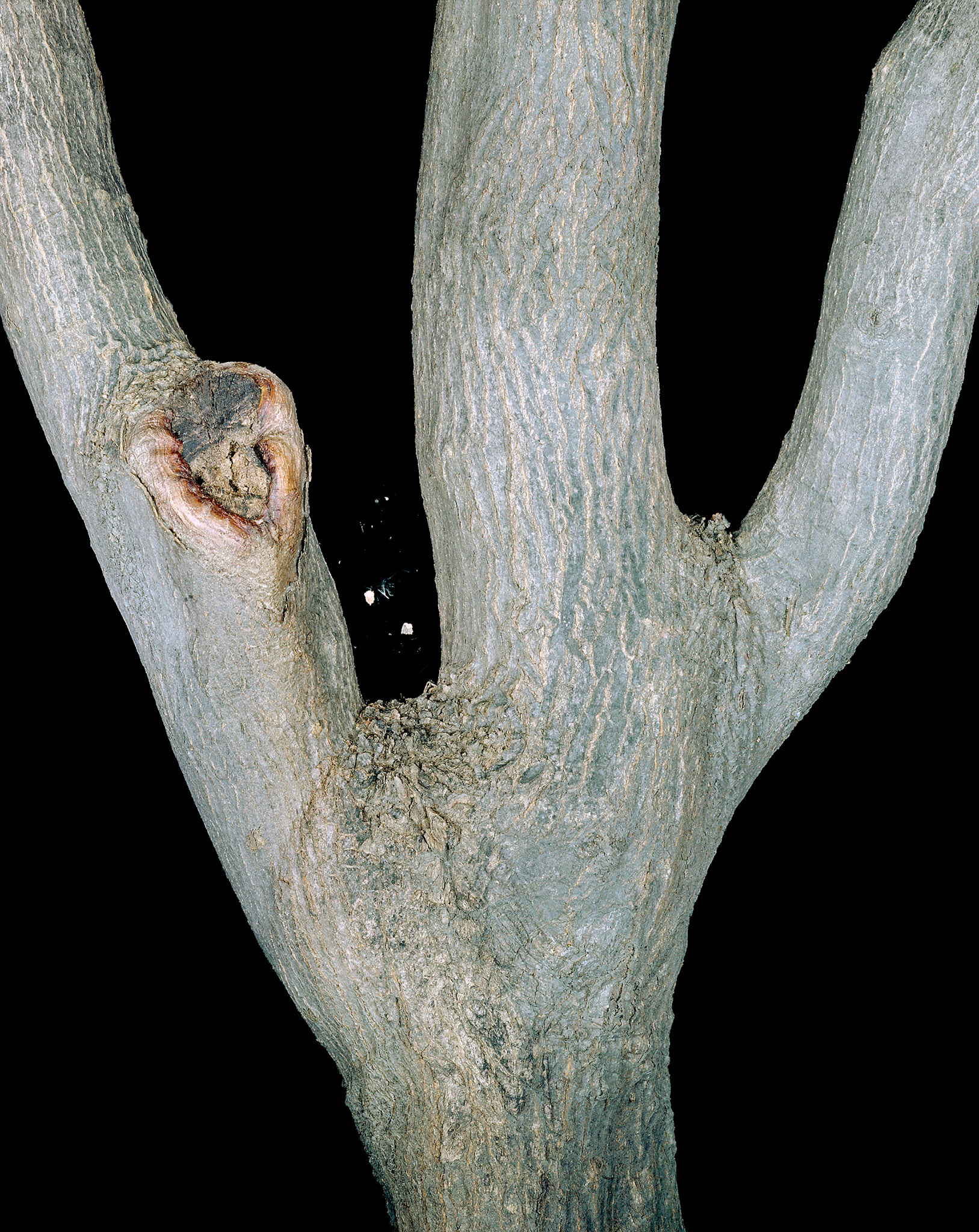 View the scenes #15 #Plant #Branch #CE2003 #60x50cm