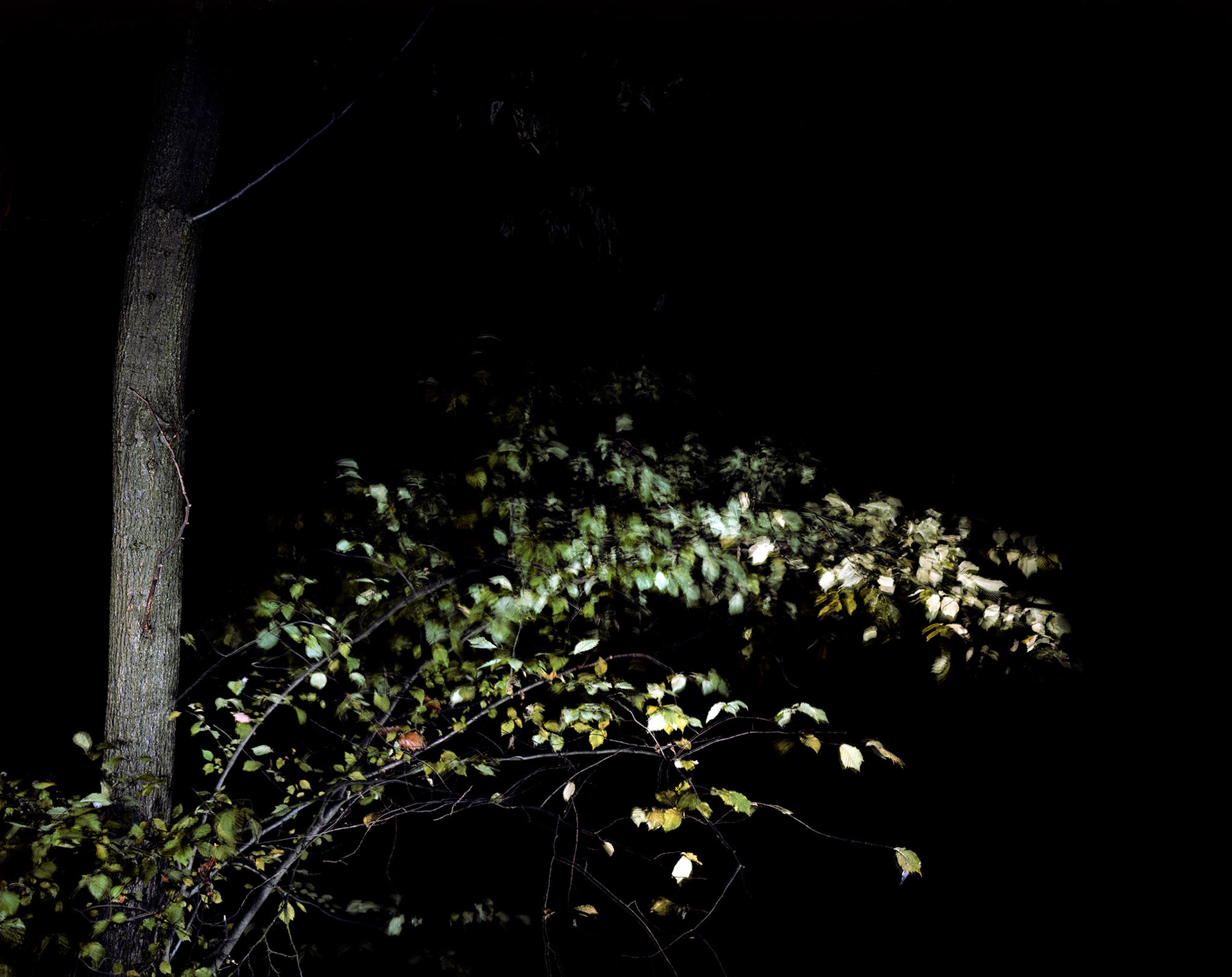 View the scenes #778 #Plant #Tree #CE2011 #50x60cm