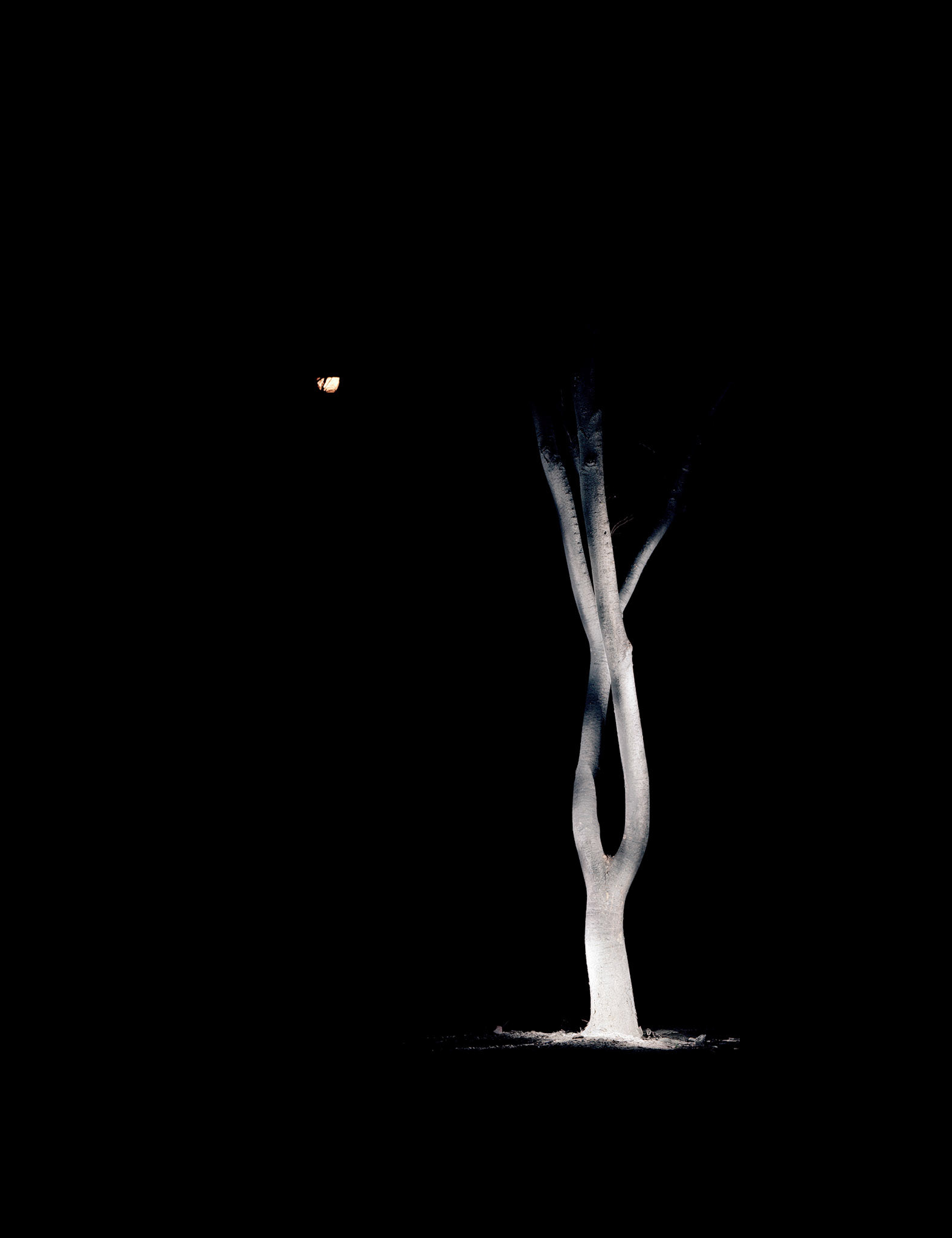 View the scenes #123 #Plant #Tree #CE2004 #120x100cm