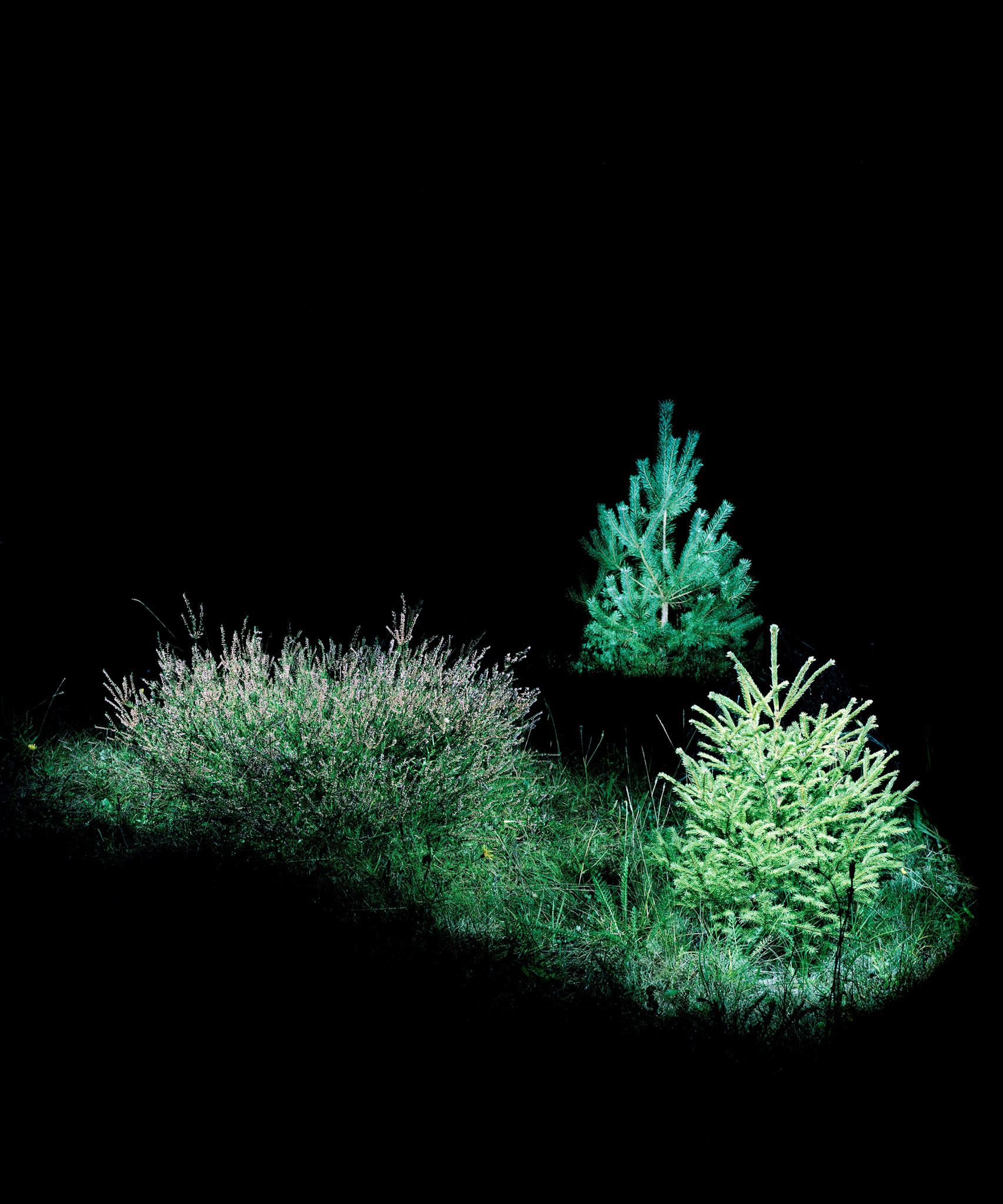 View the scenes #647 #Plant #Tree #CE2010 #125x100cm