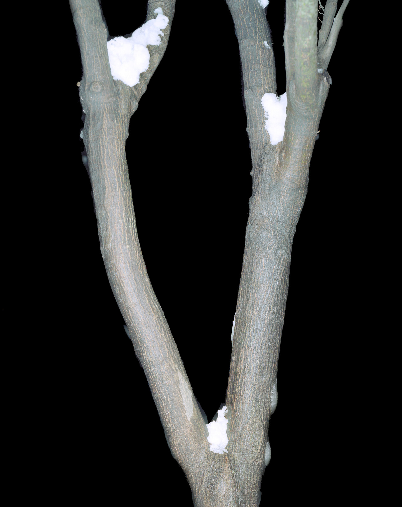 View the scenes #341 #Plant #Branch #CE2006 #60x50cm.