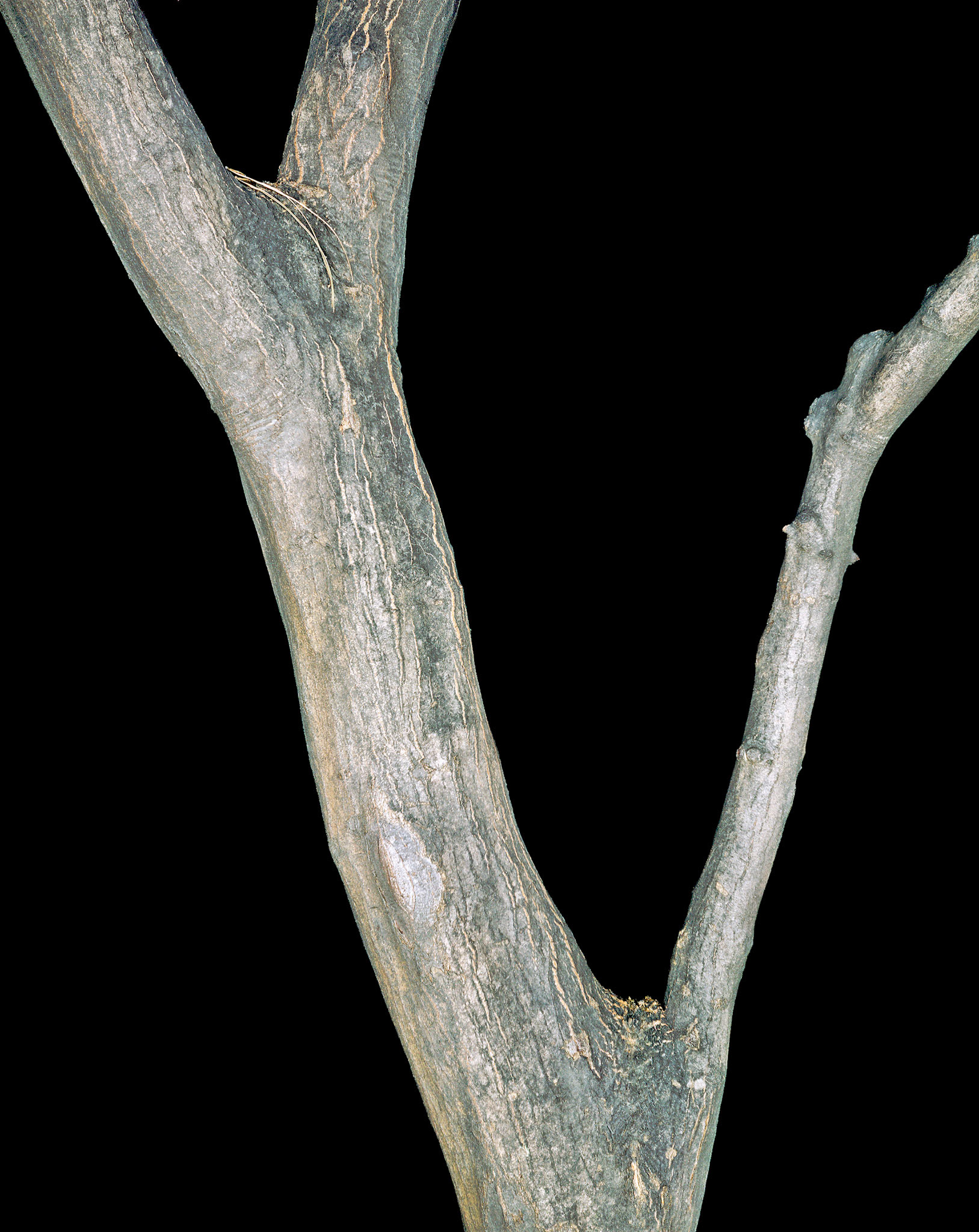 View the scenes #20 #Plant #Branch #CE2003 #60x50cm