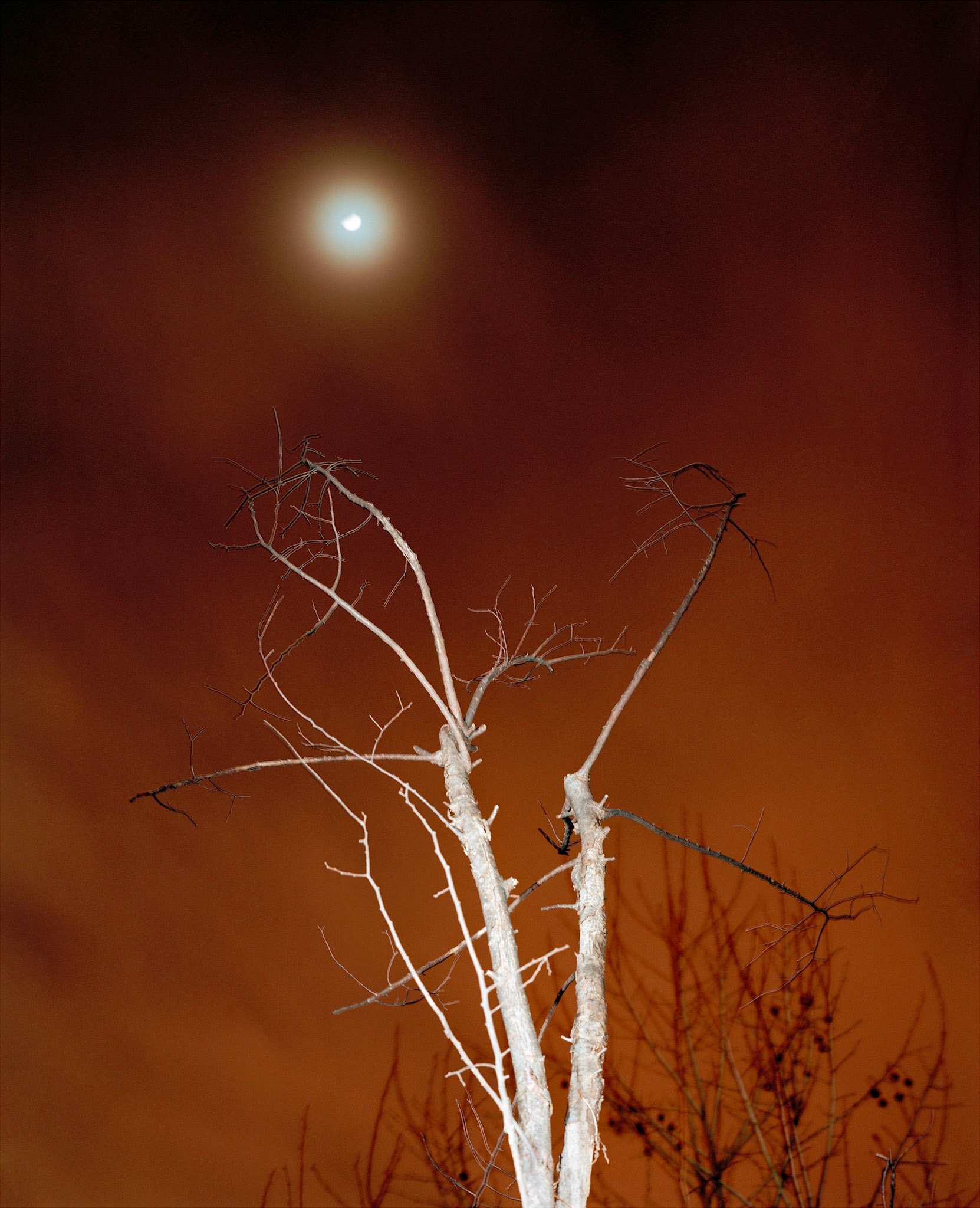 View the scenes #153 #Plant #Tree #CE2005 #60x50cm