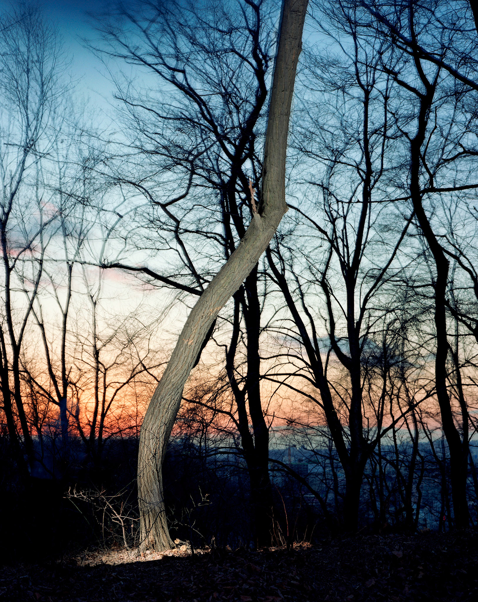 View the scenes #173 #Plant #Tree #CE2005 #120x100cm