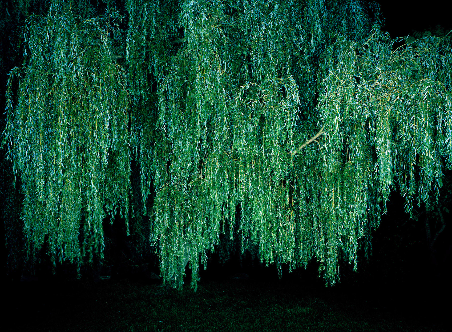 View the scenes #911 #Plant #Tree #CE2014 #110x150cm