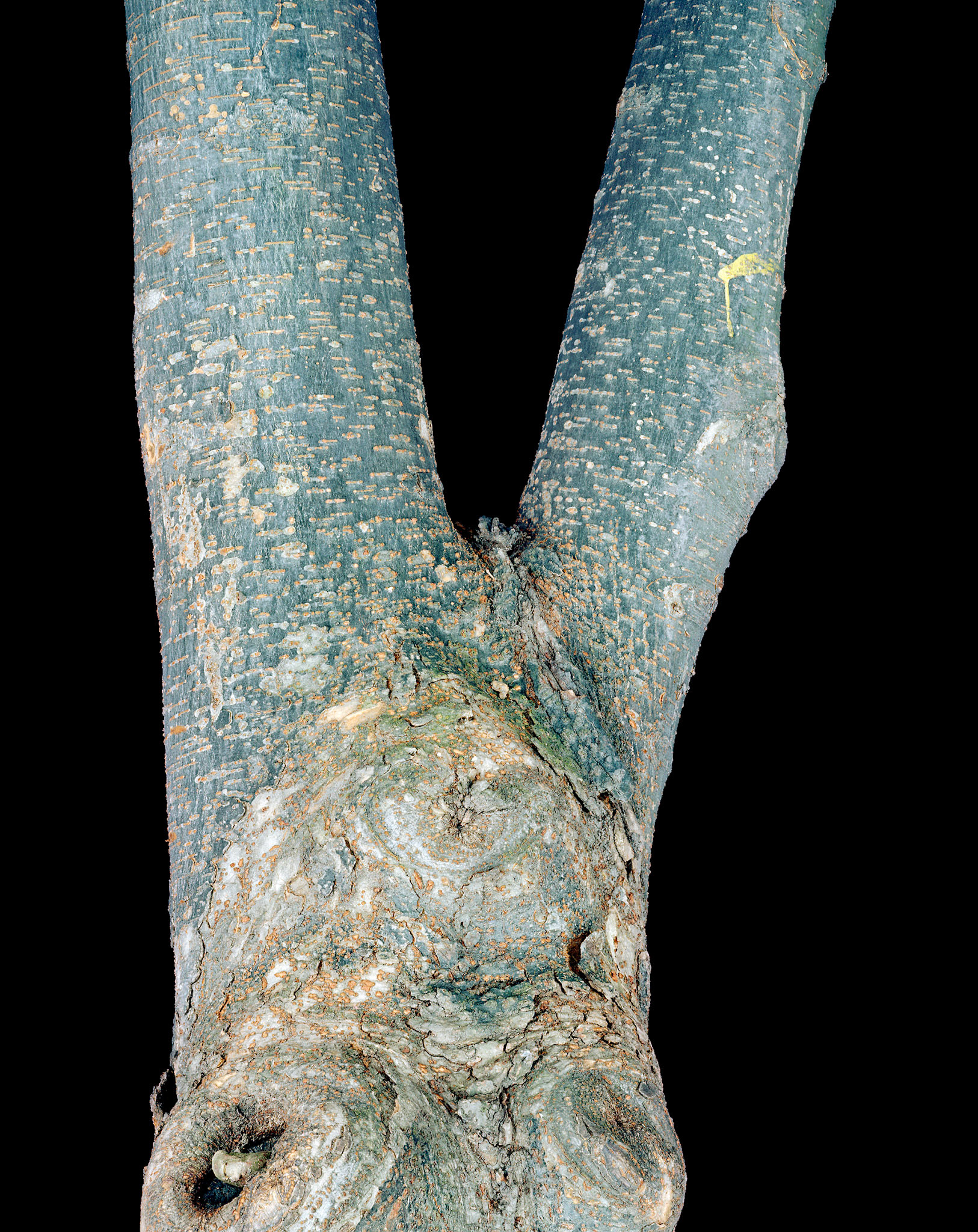 View the scenes #43 #Plant #Branch #CE2003 #60x50cm