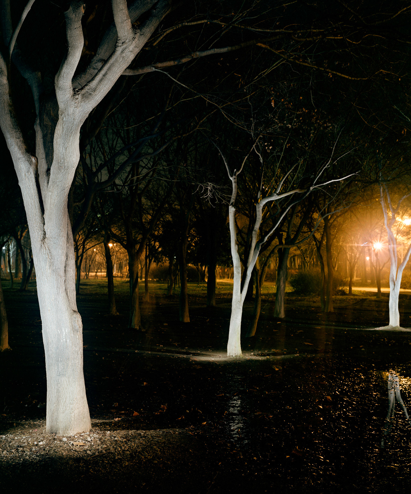 View the scenes #68 #Plant #Tree #CE2003 #120x100cm