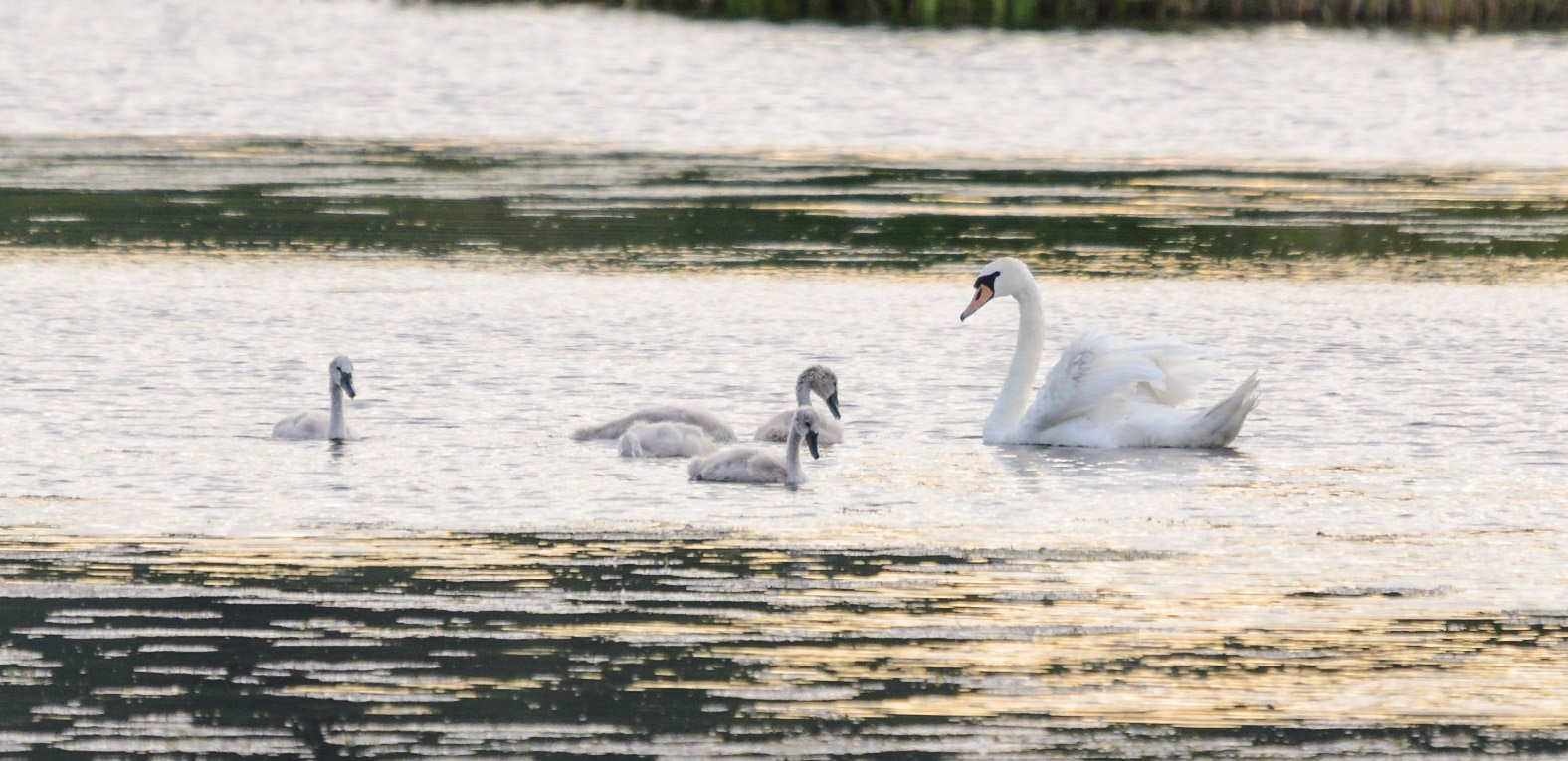 Mute Swan