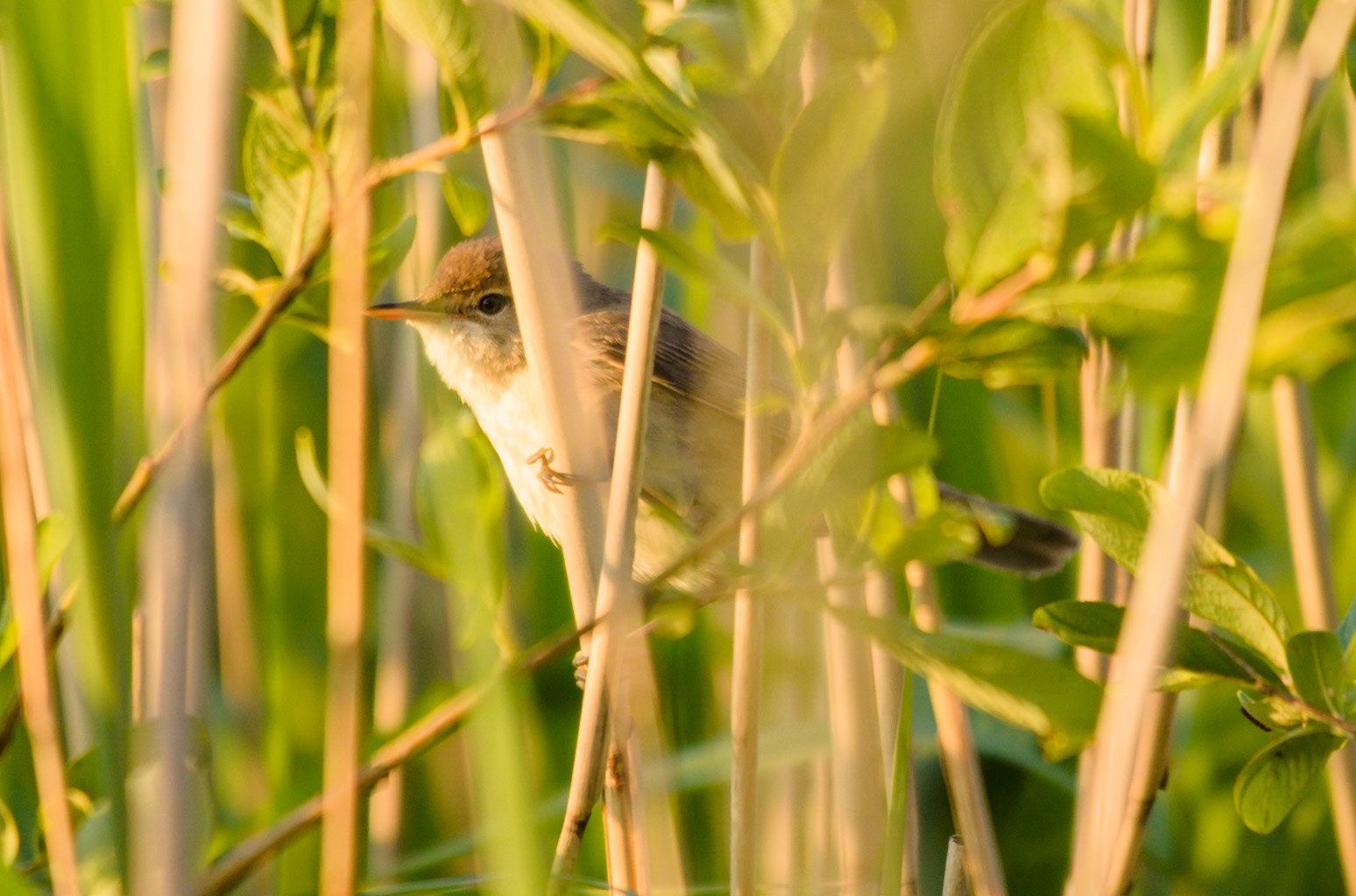 Reed Warbler