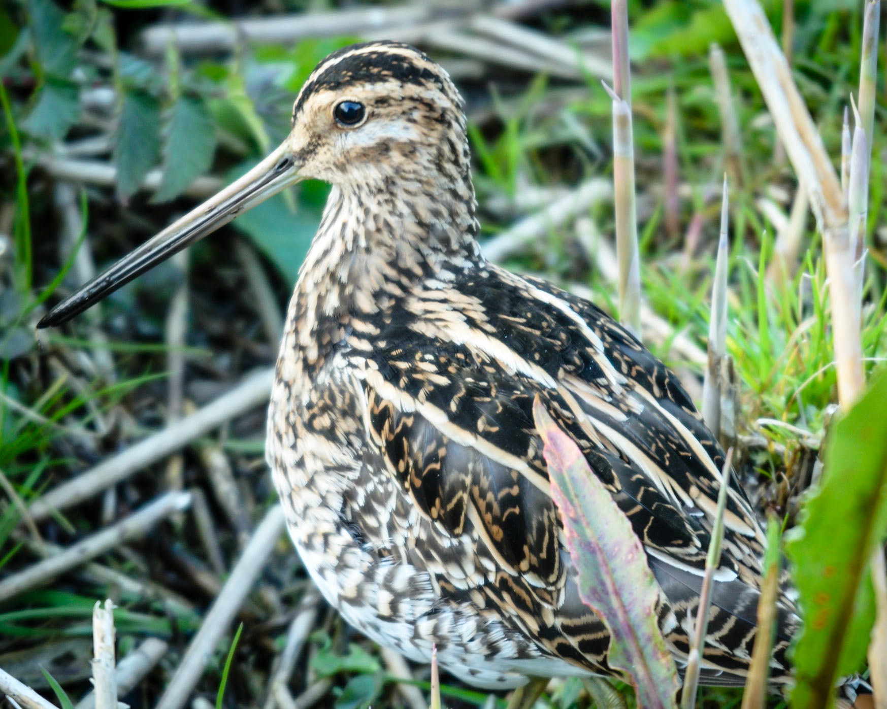 Snipe