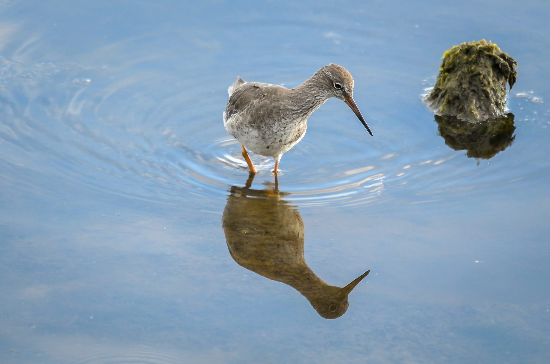 Redshank