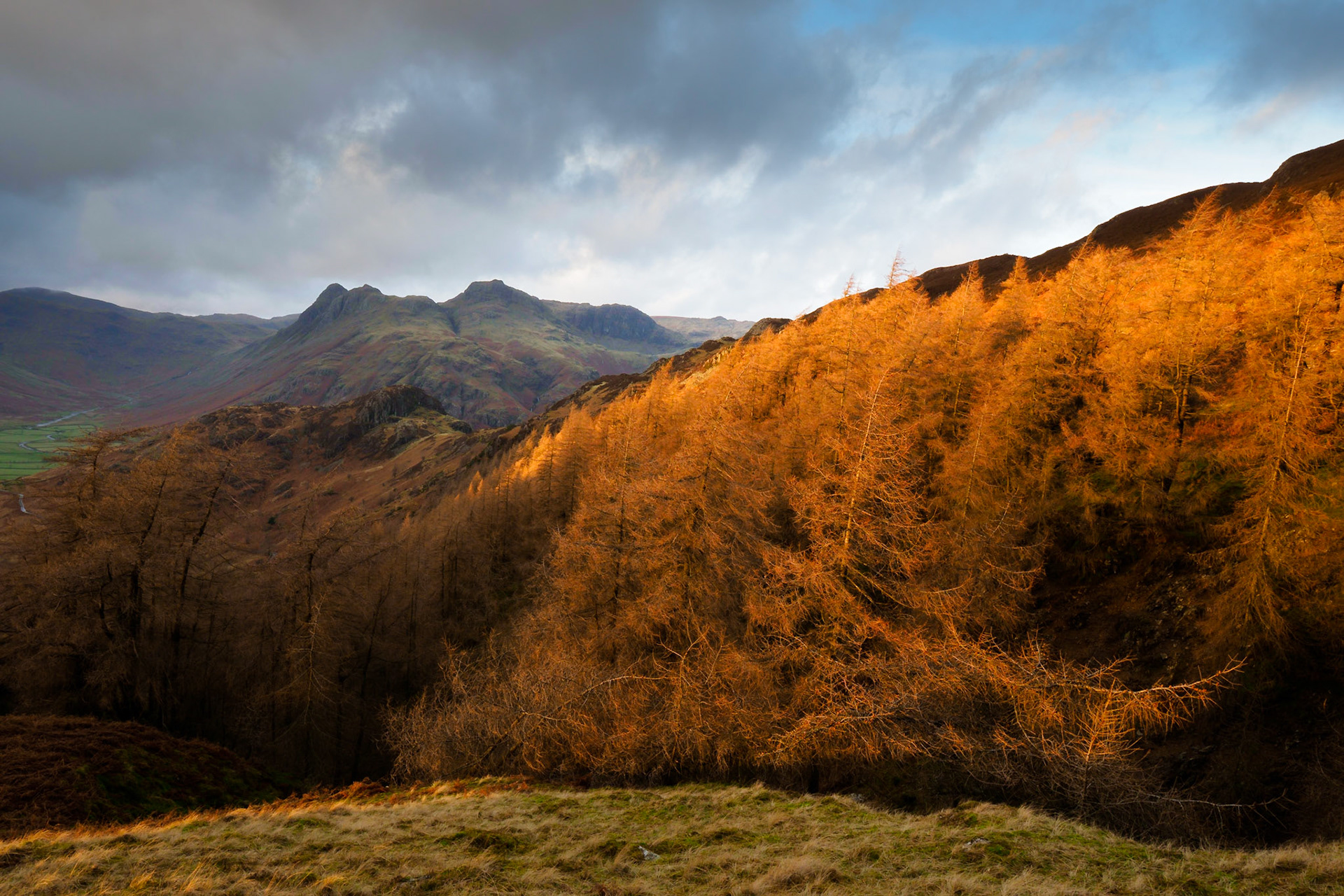 Langdale Pikes from Lingmor