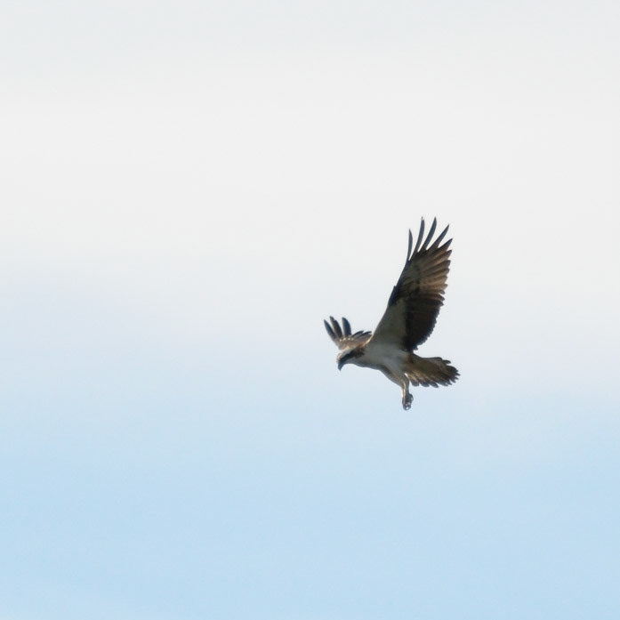 Osprey