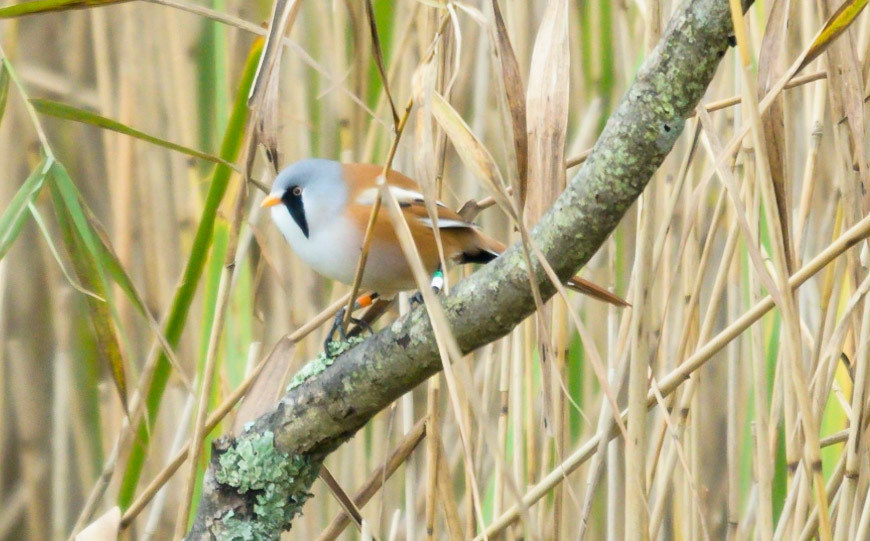 Bearded Tit