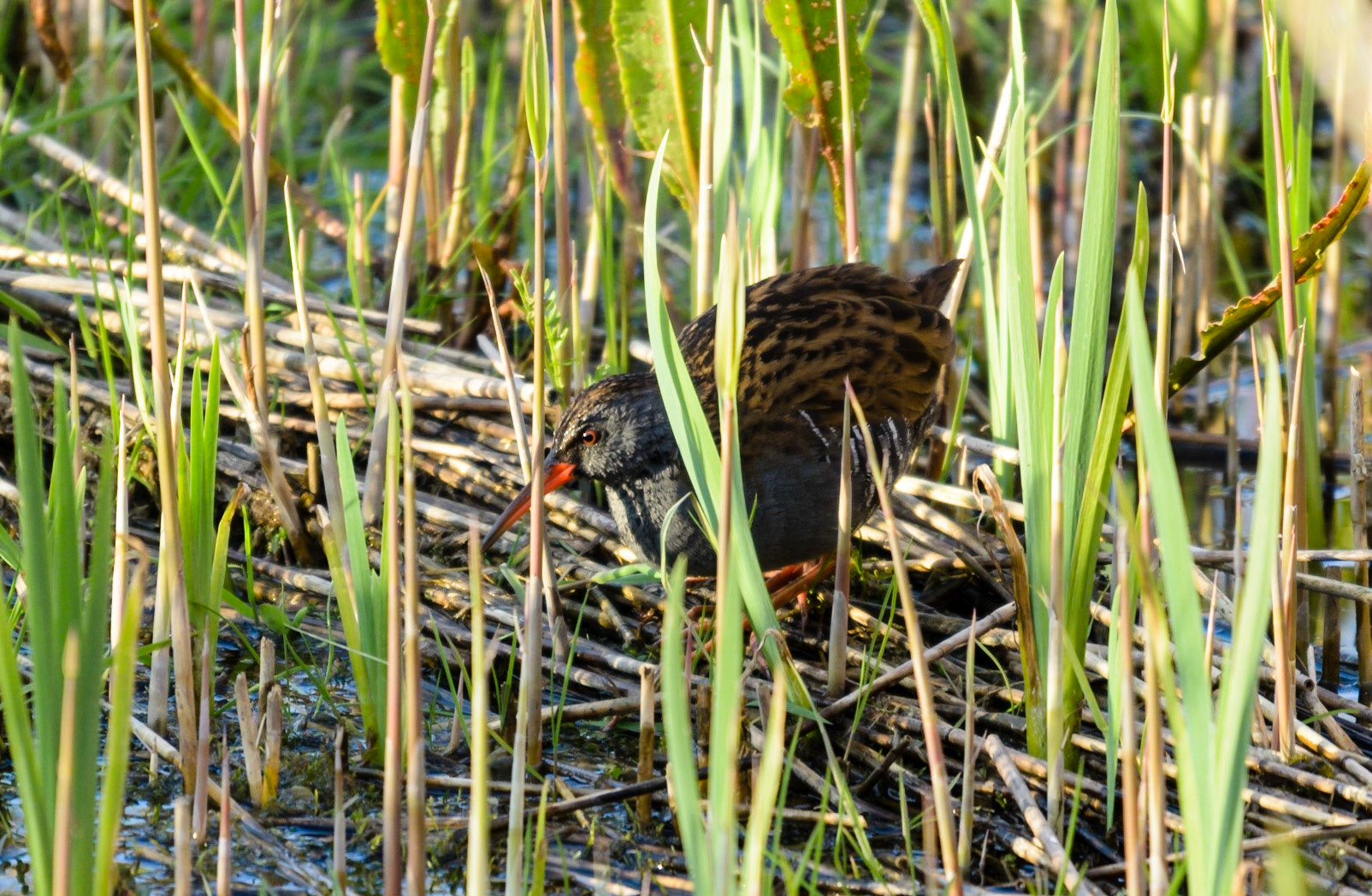Water Rail