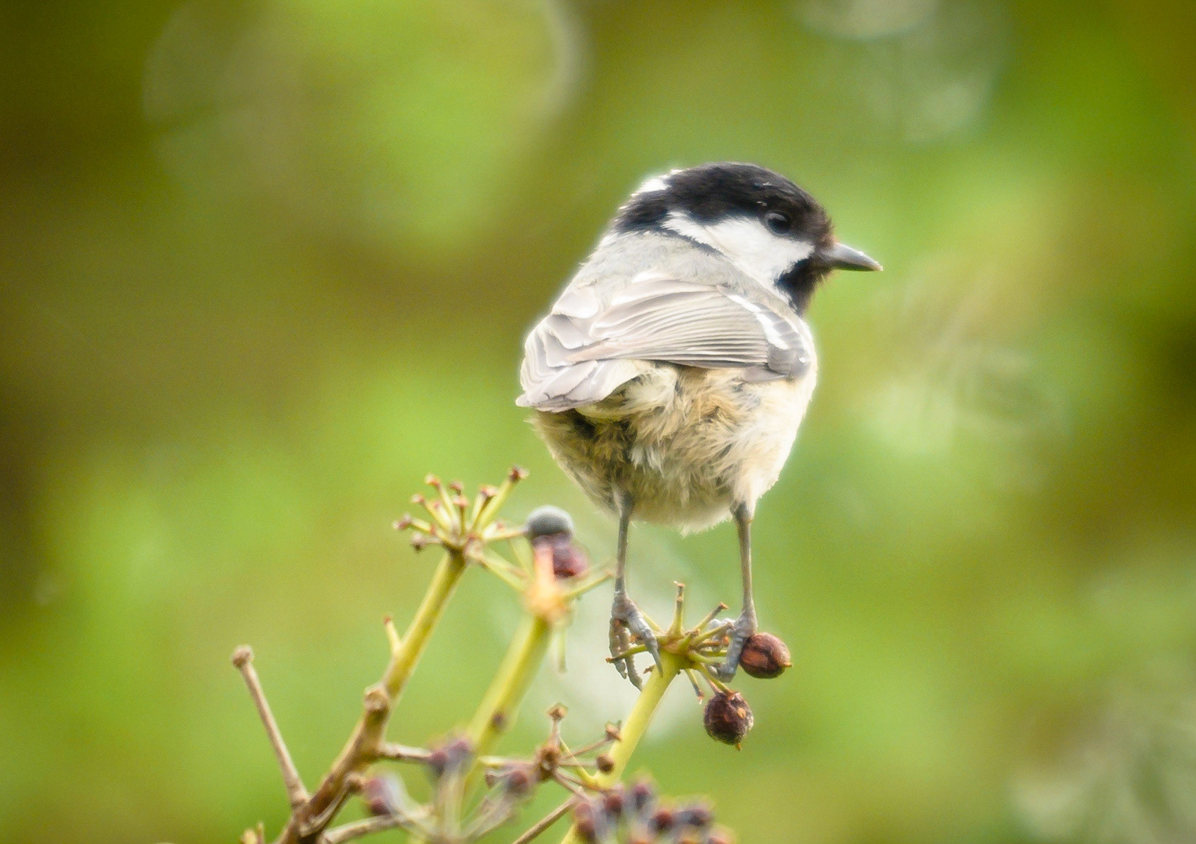 Coal Tit