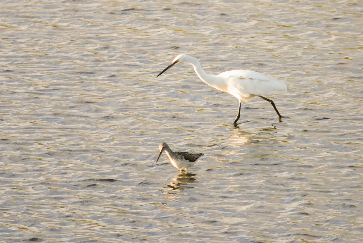 Little Egret and Greenshank