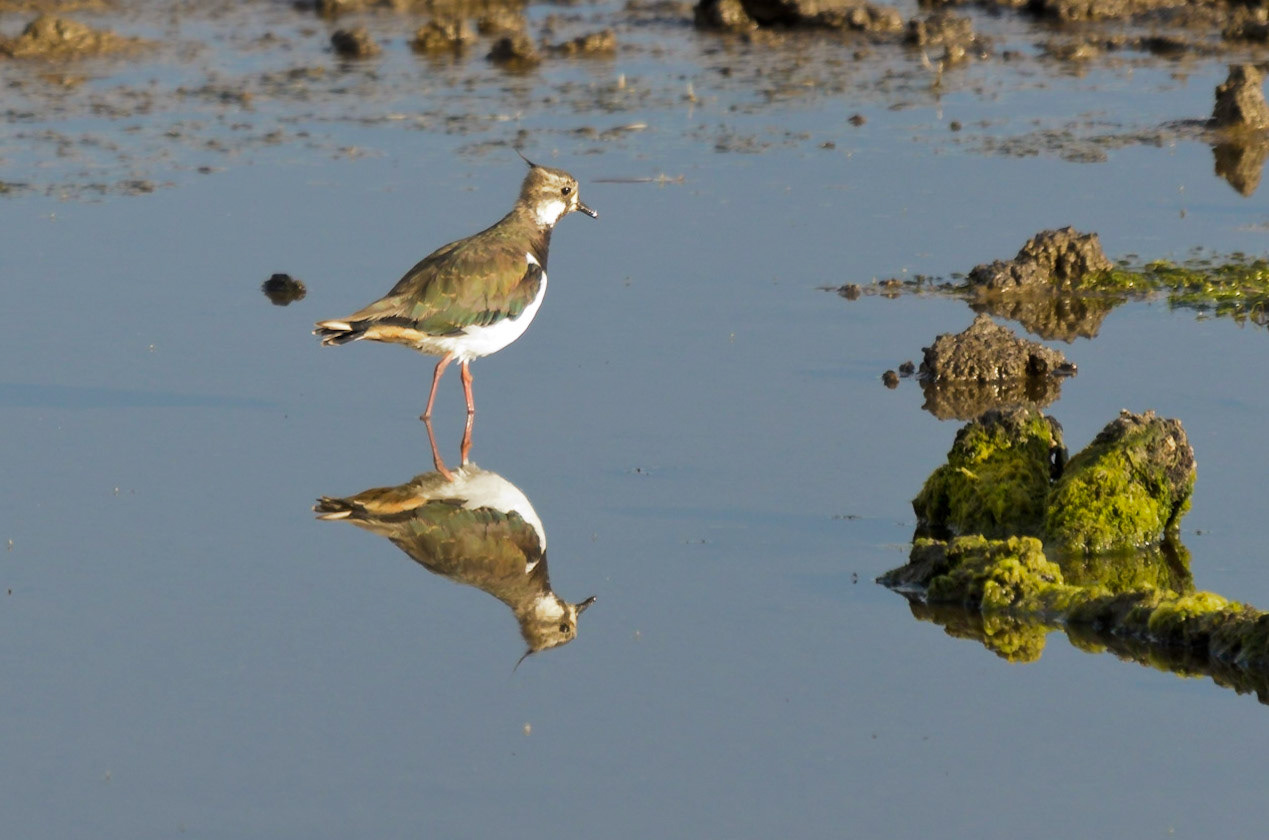Lapwing