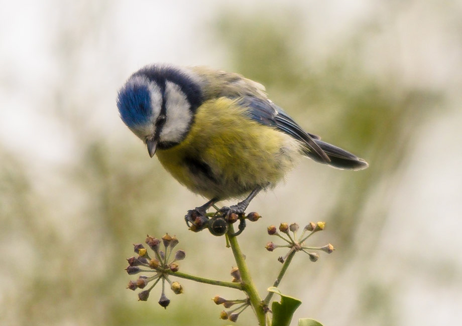Blue Tit