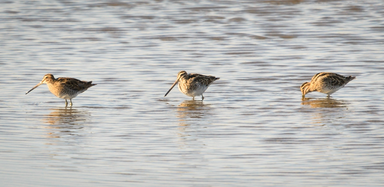 Snipe