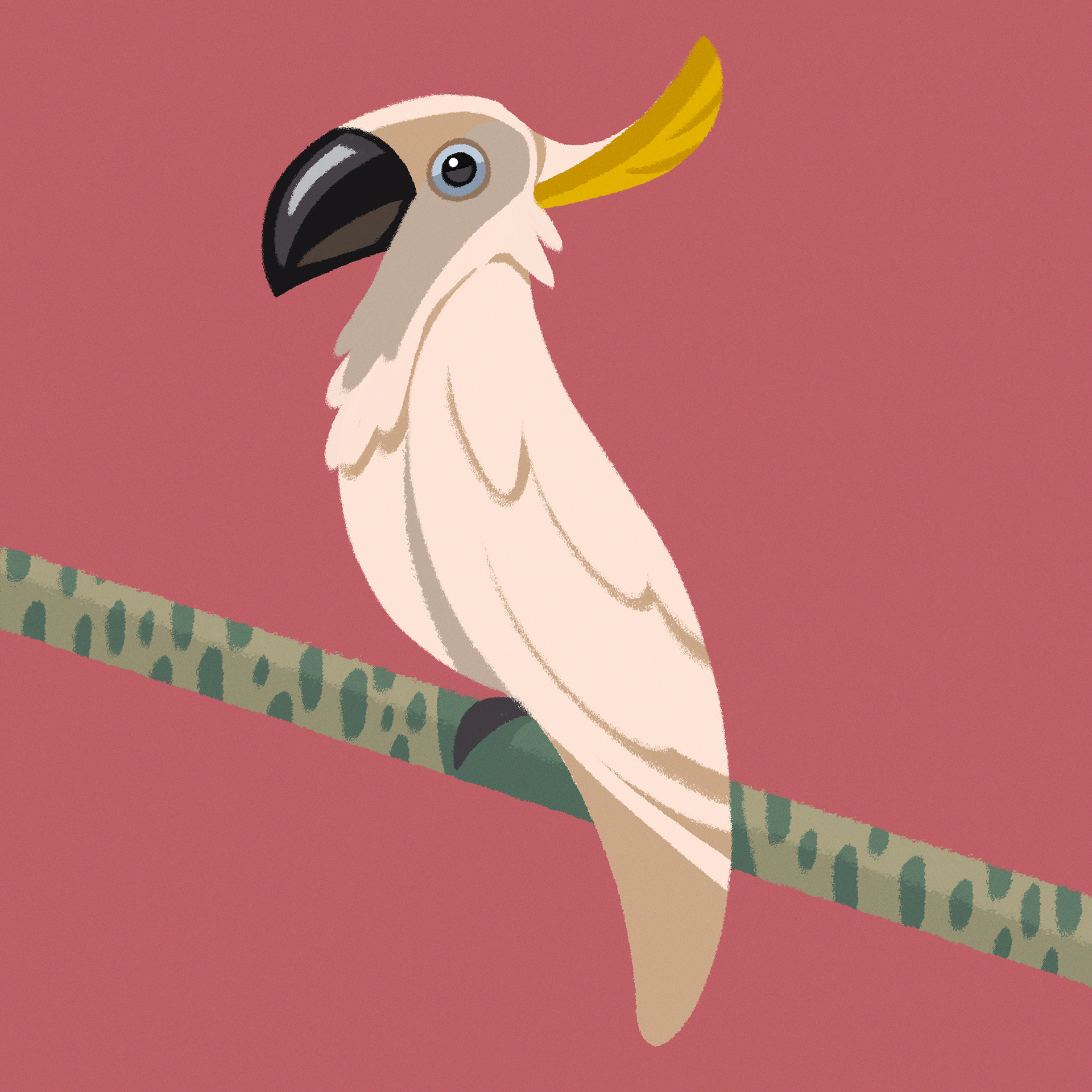 Cockatoo