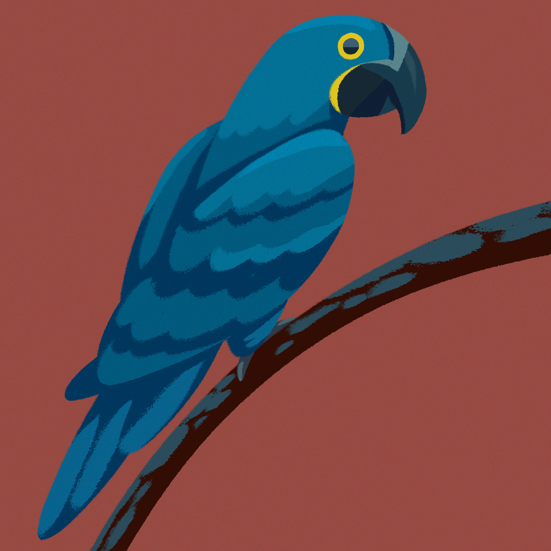 Blue Macaw