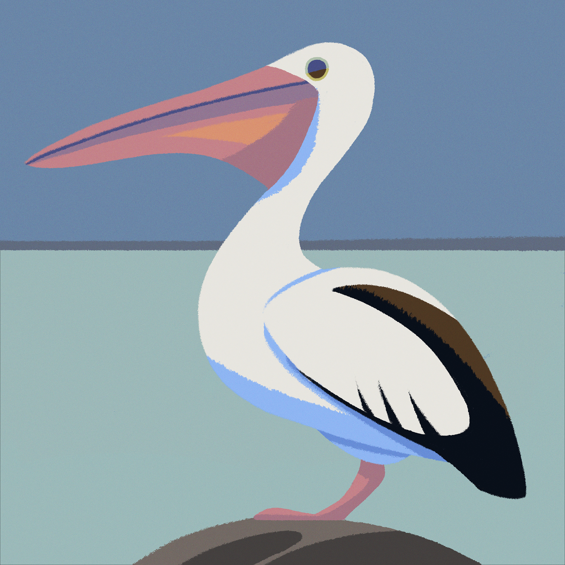 Pelican