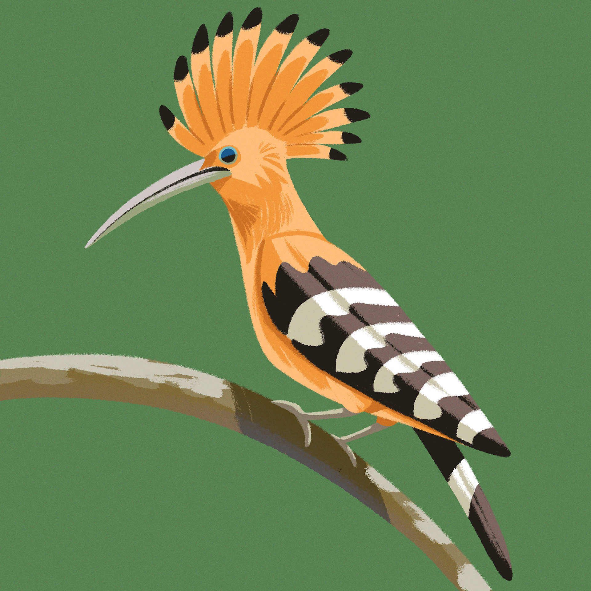 Hoopoe